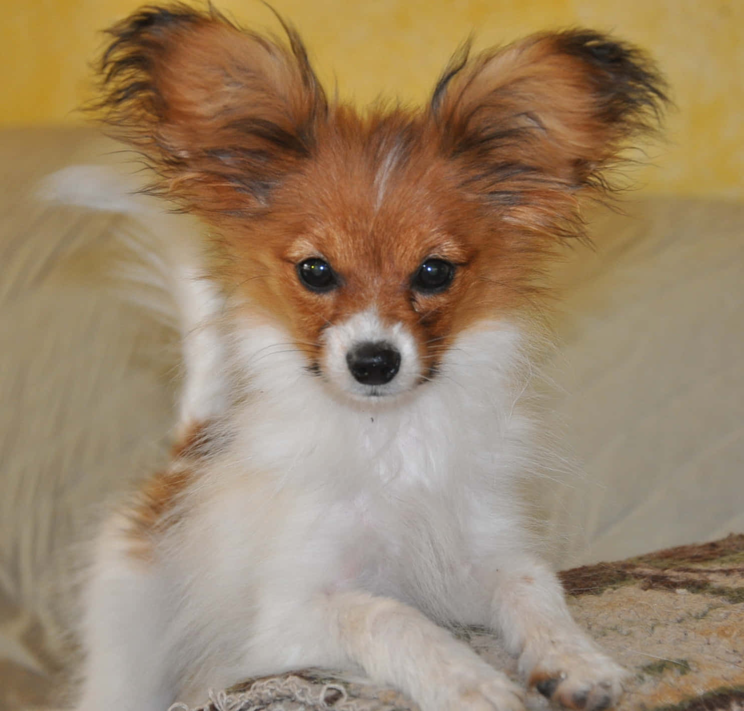 Papillon With Big Ears Picture