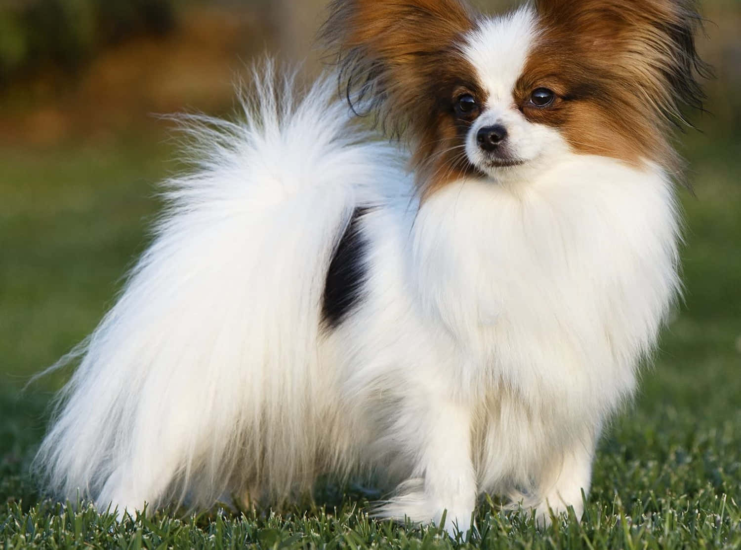Thick Haired Papillon Dog Picture