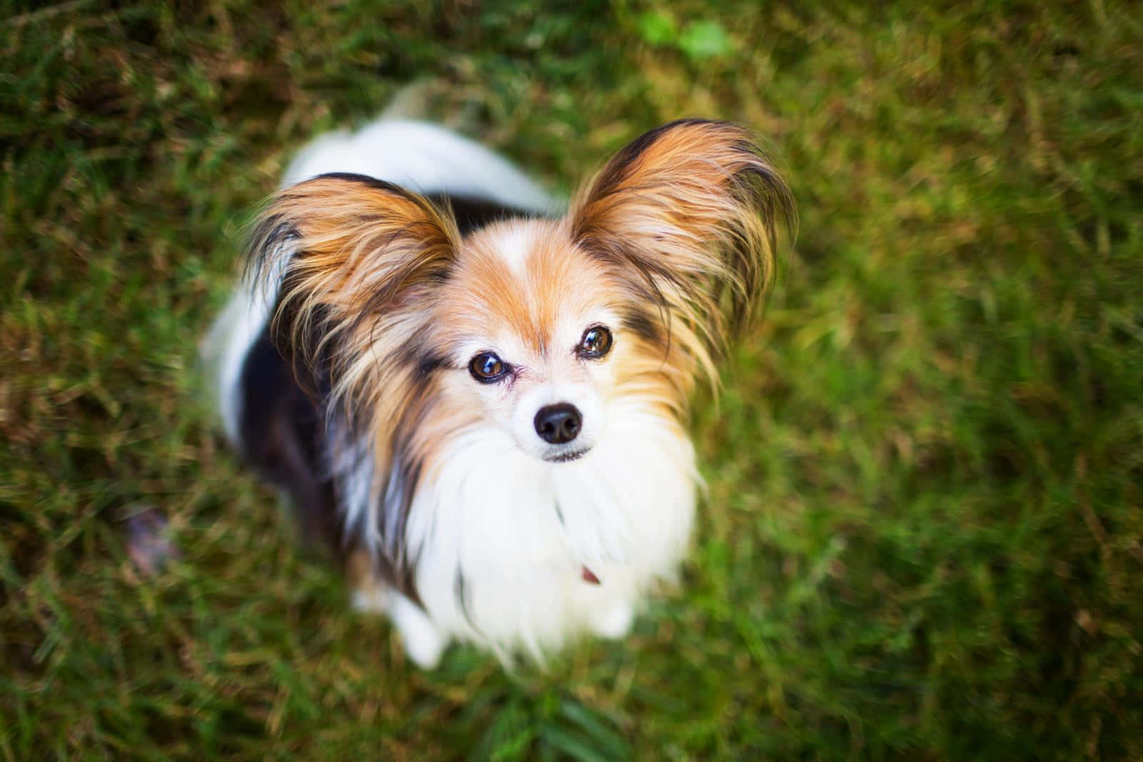 Papillon Dog Looking Up Picture