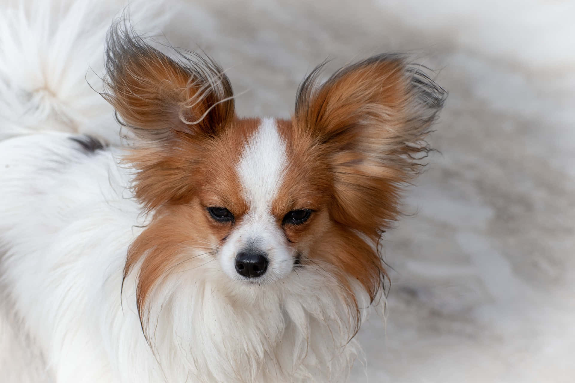 White Papillon With Brown Spots Picture