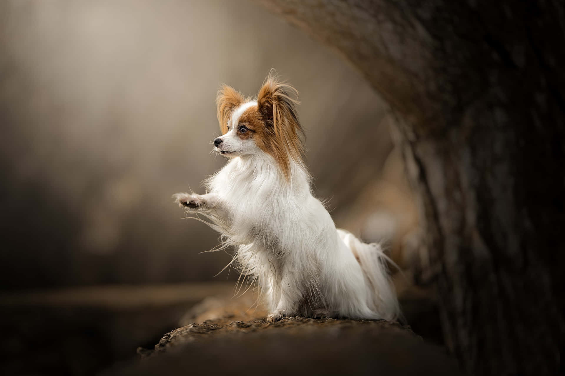Papillon Dog In Dark Forest Picture