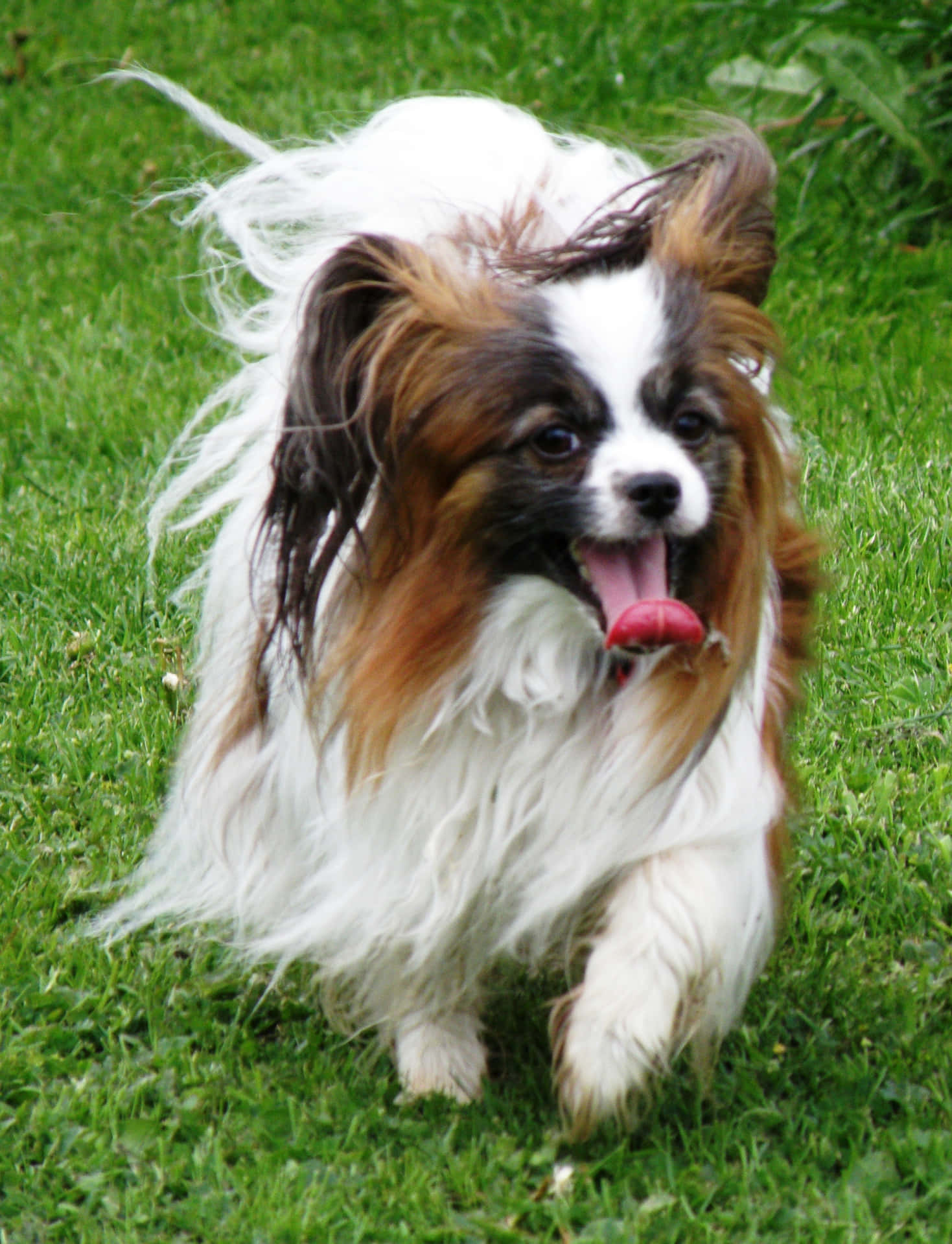 Running Papillon Tongue Out Picture