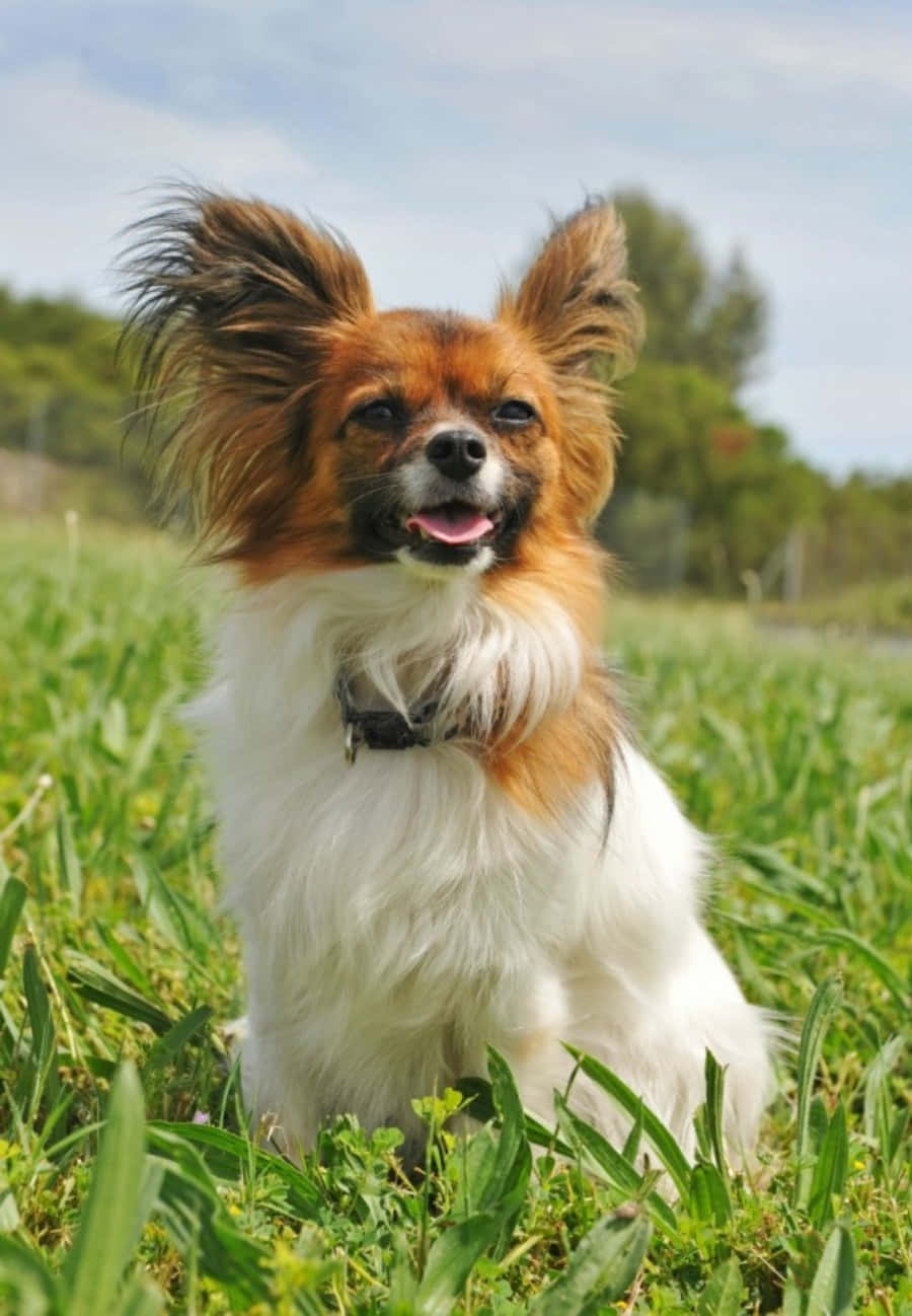 Papillon Standing On Grass Picture