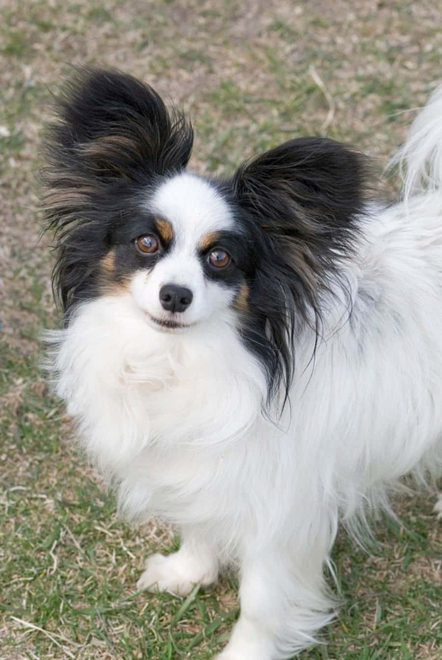 Top View Papillon Dog Picture