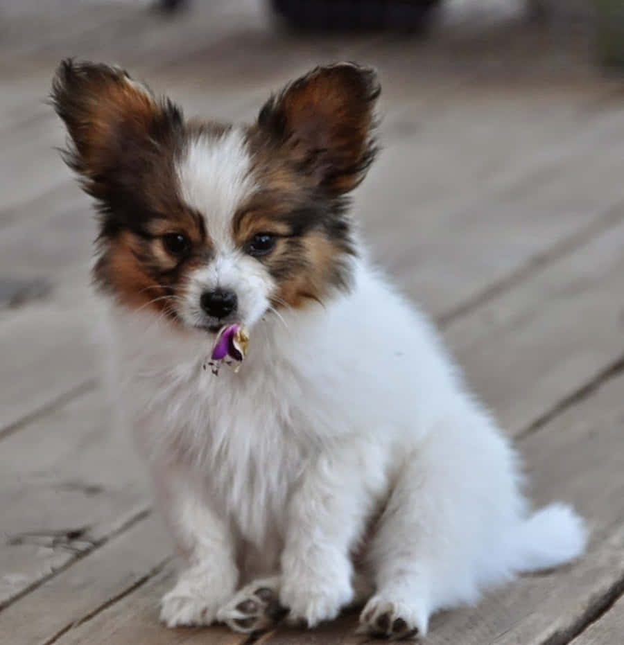 Cute Papillon Puppy Sitting Picture