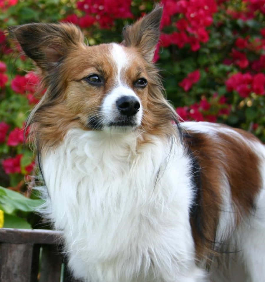 Papillon Dog Red Flowers Picture