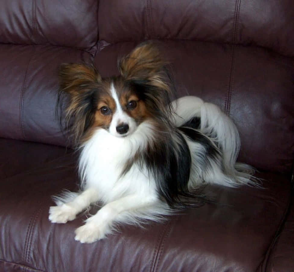 Papillon Dog On Leather Couch Picture