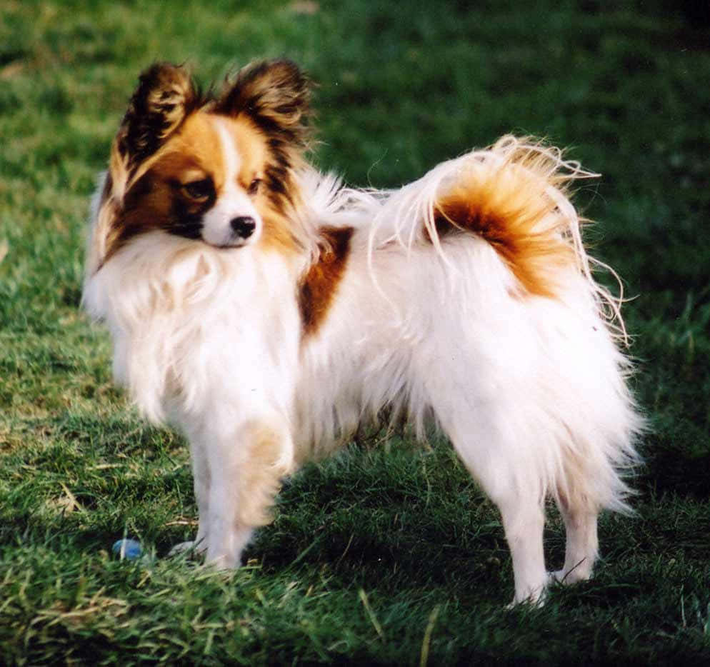 Papillon Dog On Grass Picture