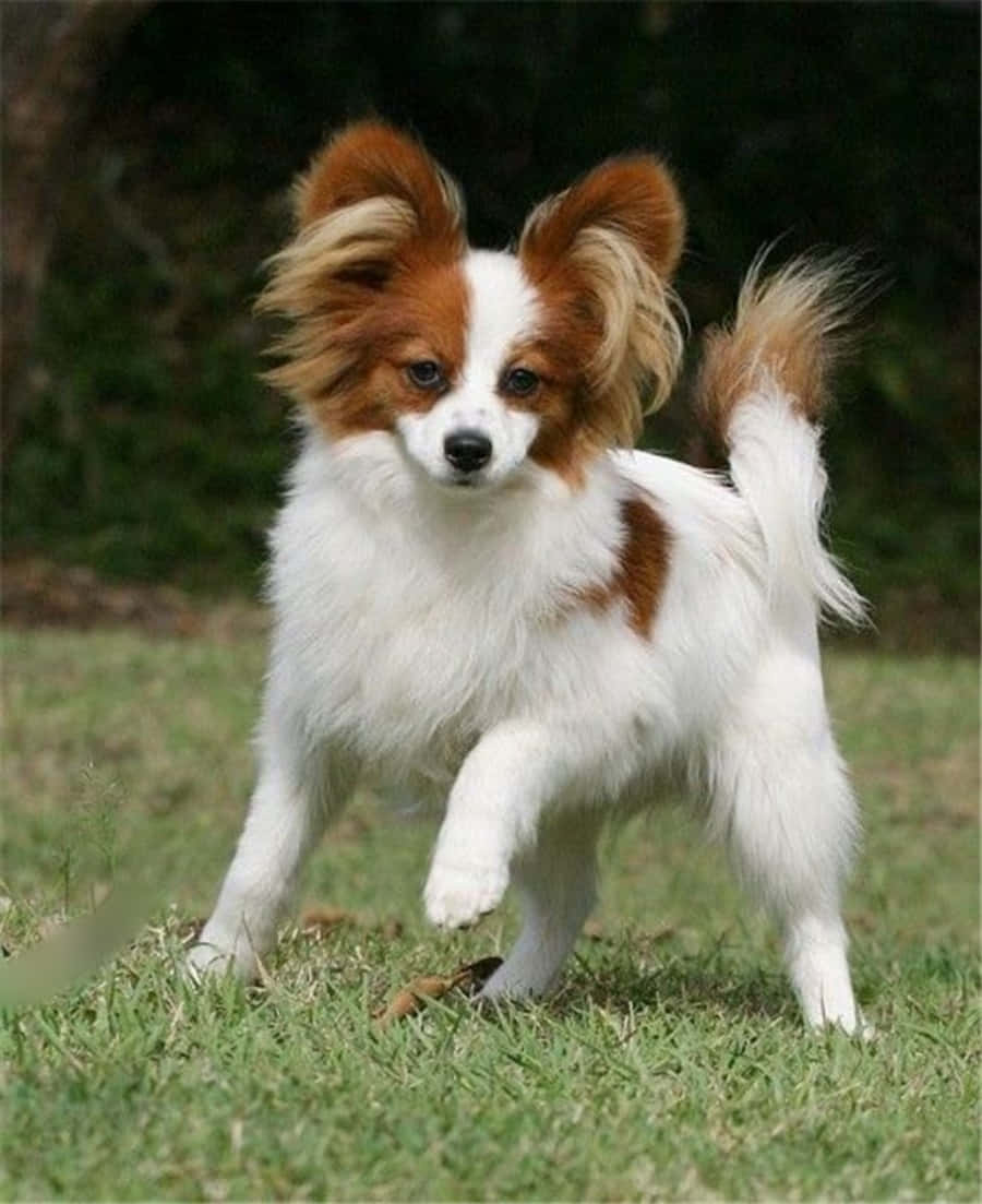 Papillon Dog Playing On Grass Picture