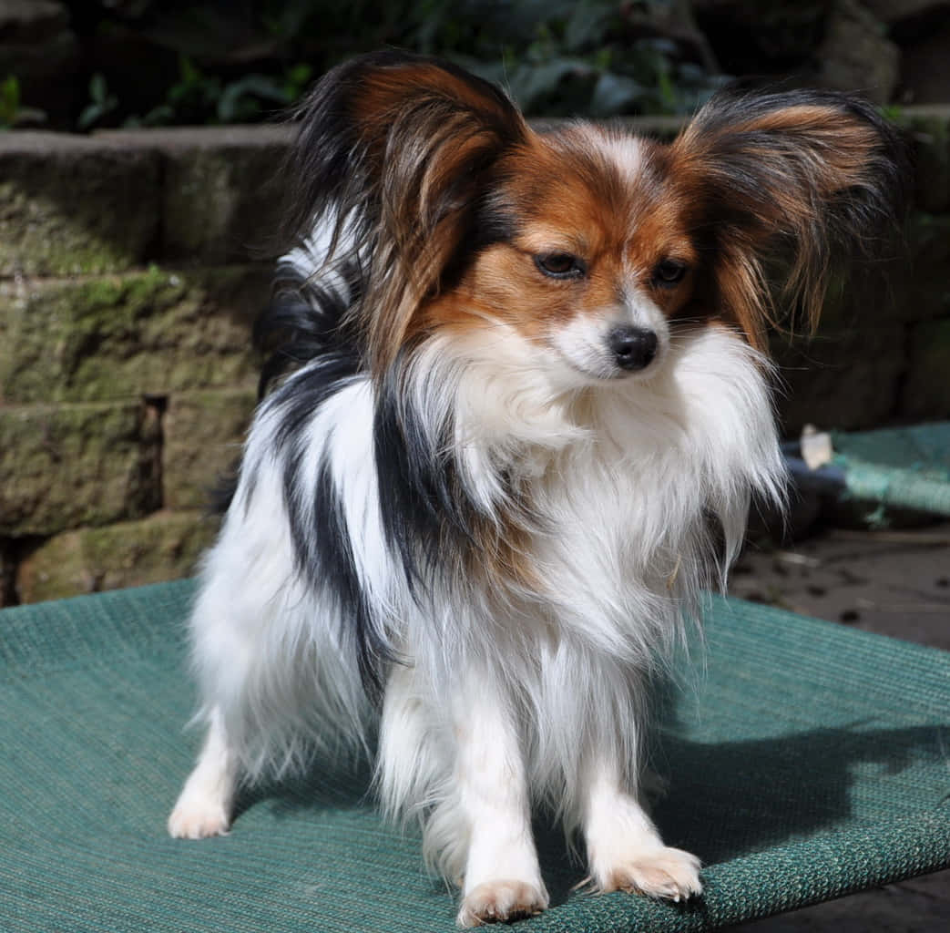 Cute Papillon Dog On Mat Picture
