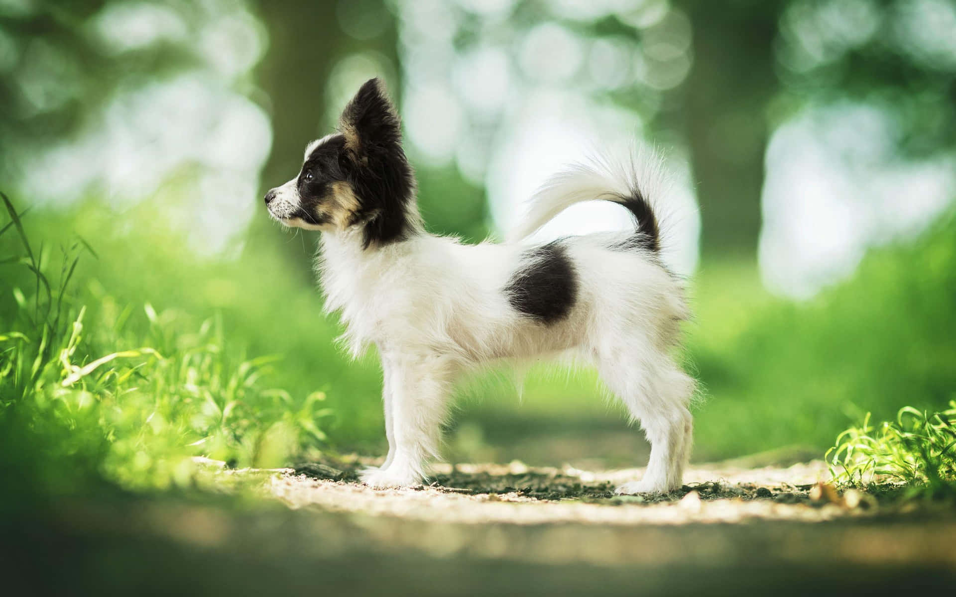 Papillon Puppyin Sunlit Garden Wallpaper