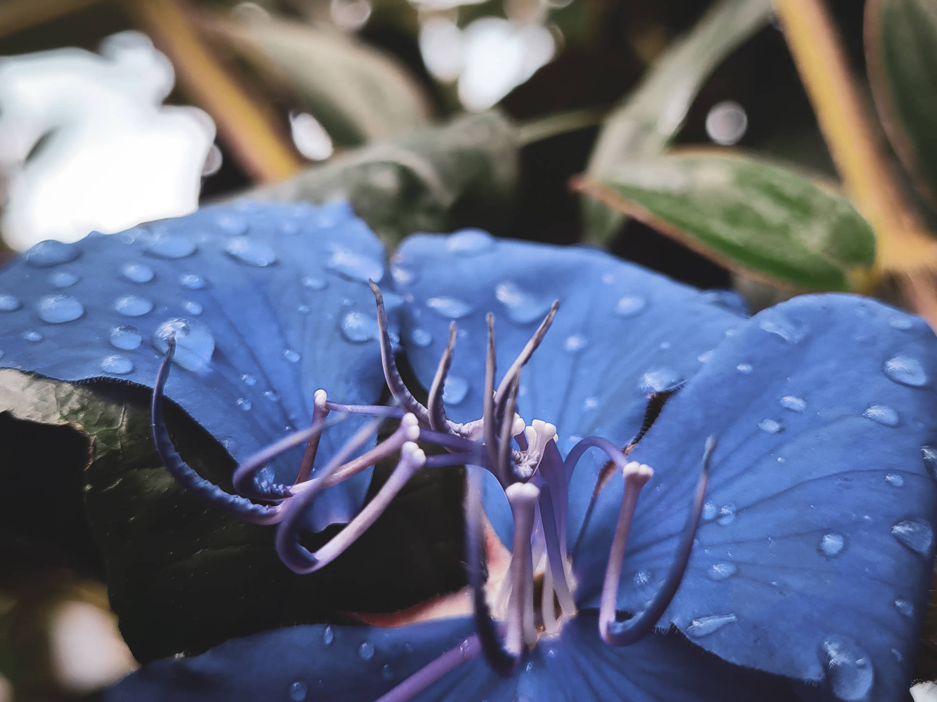 Papua New Guinea Blue Petals Flower