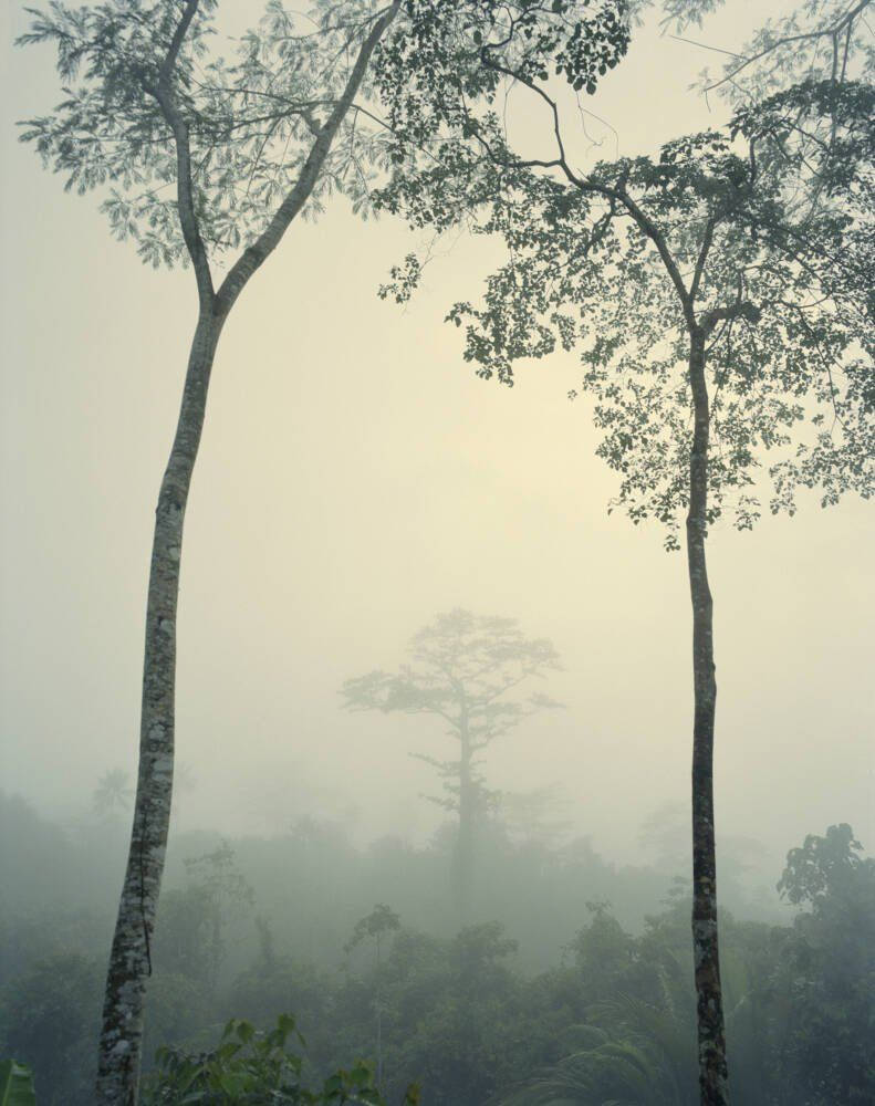 Papua New Guinea Foggy
