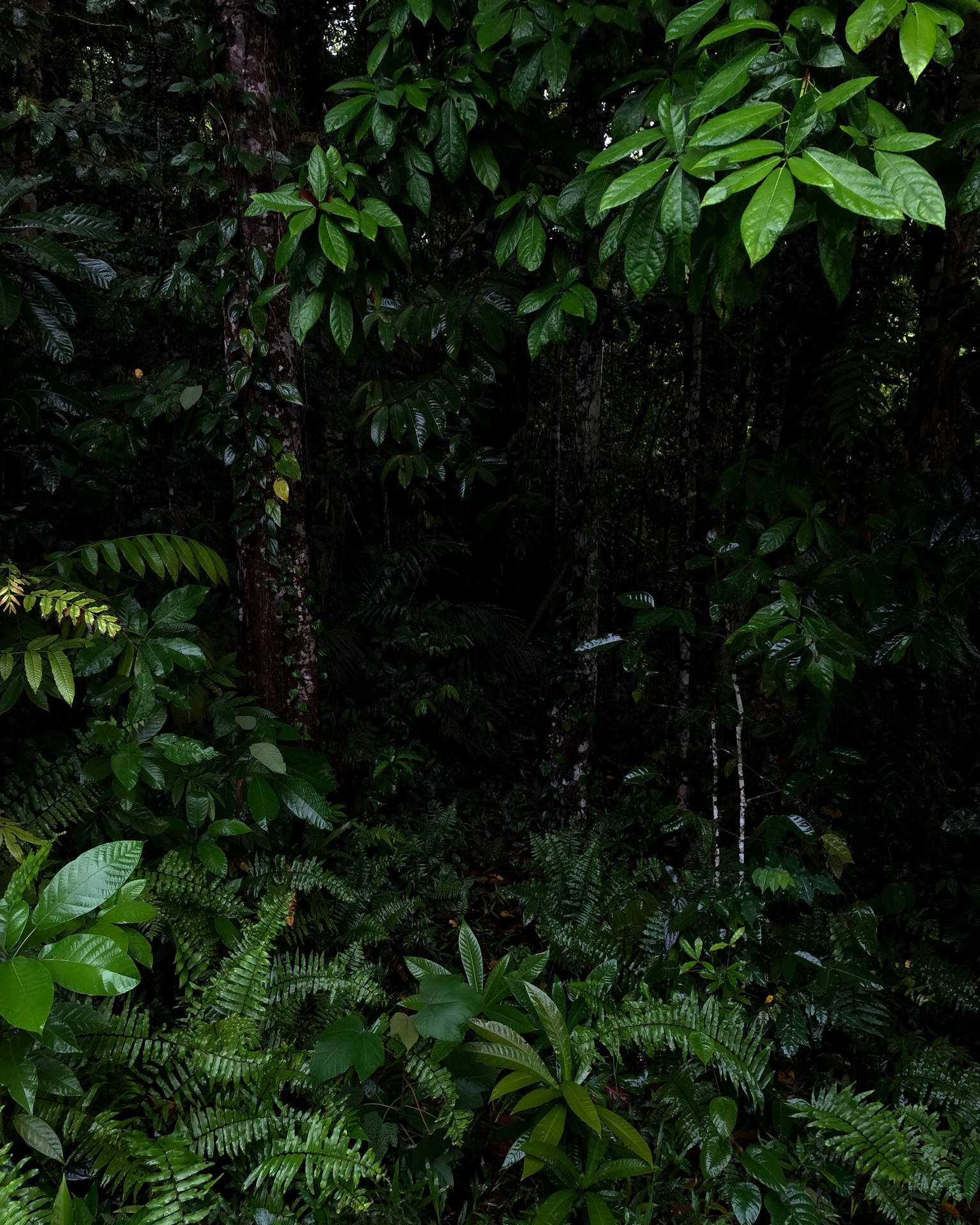 Papua New Guinea Green Leaves