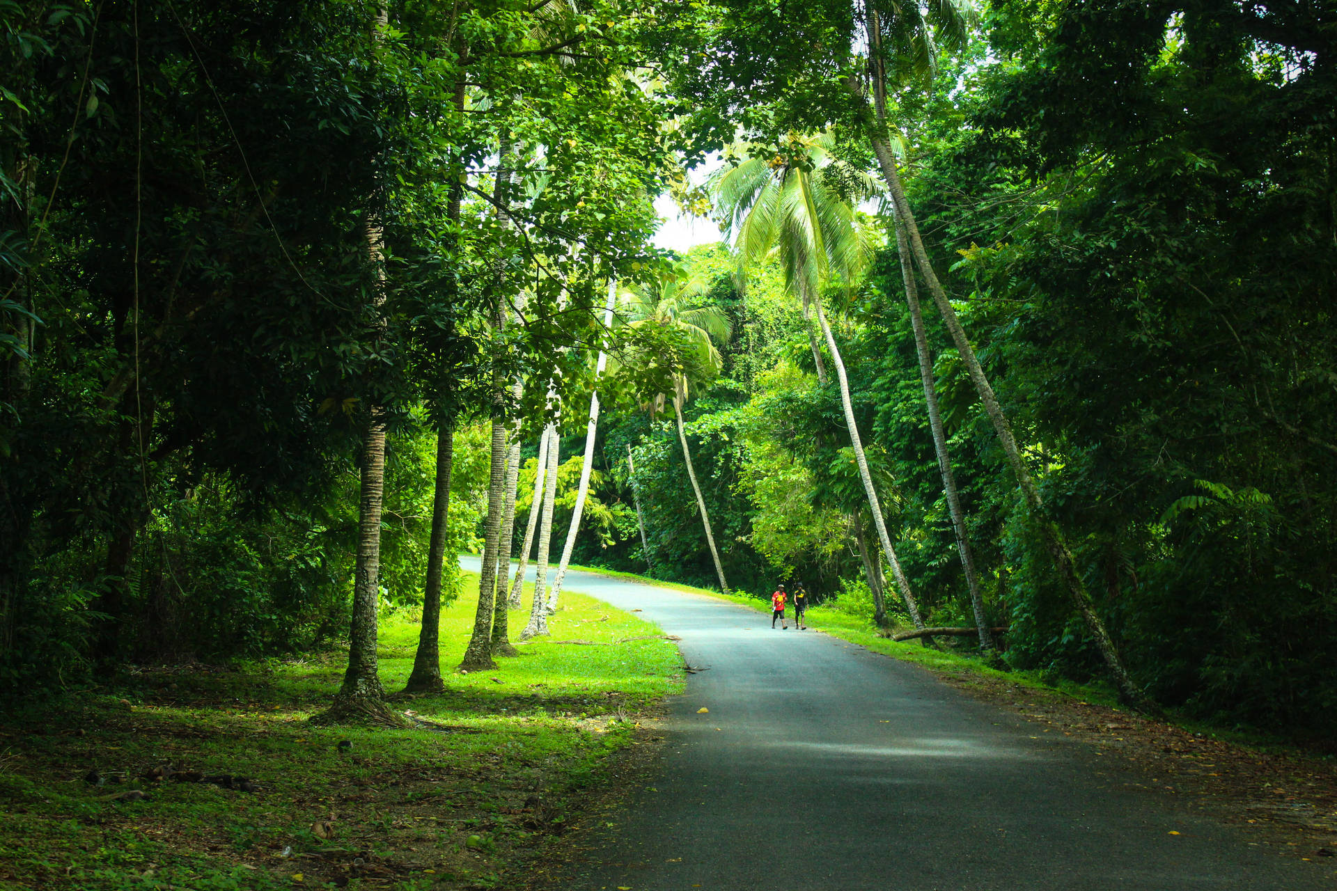 Papua New Guinea Pathway