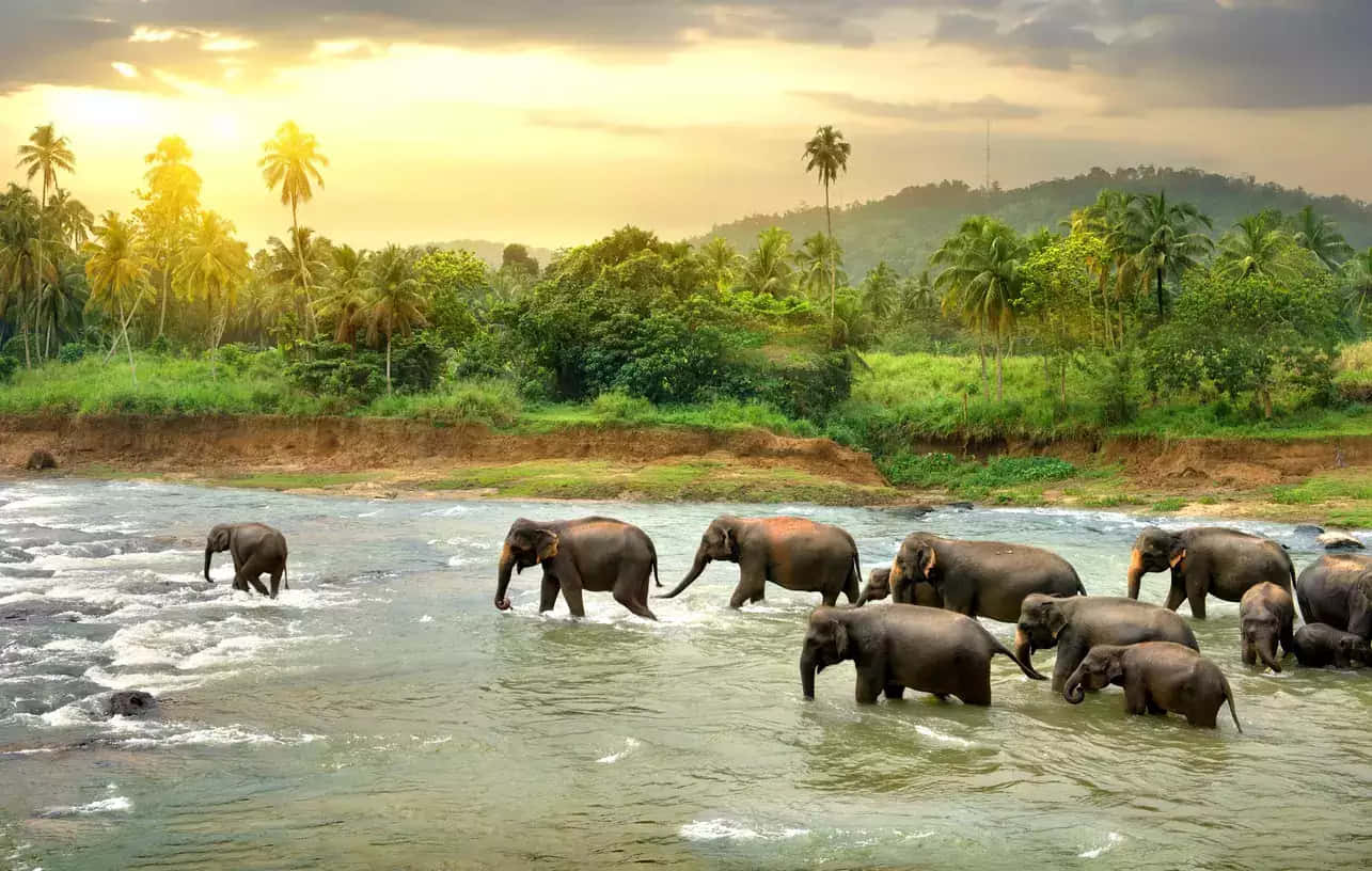 Elefants Natur Flod Paradis Billede