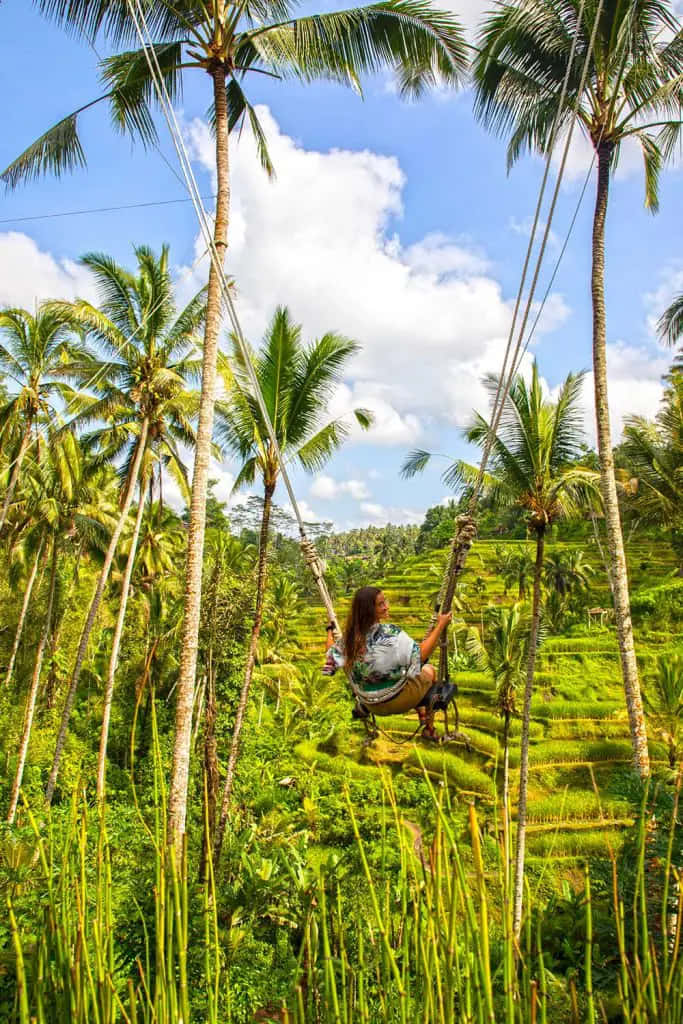 Kokosnødtræer Hammock Paradis Billede
