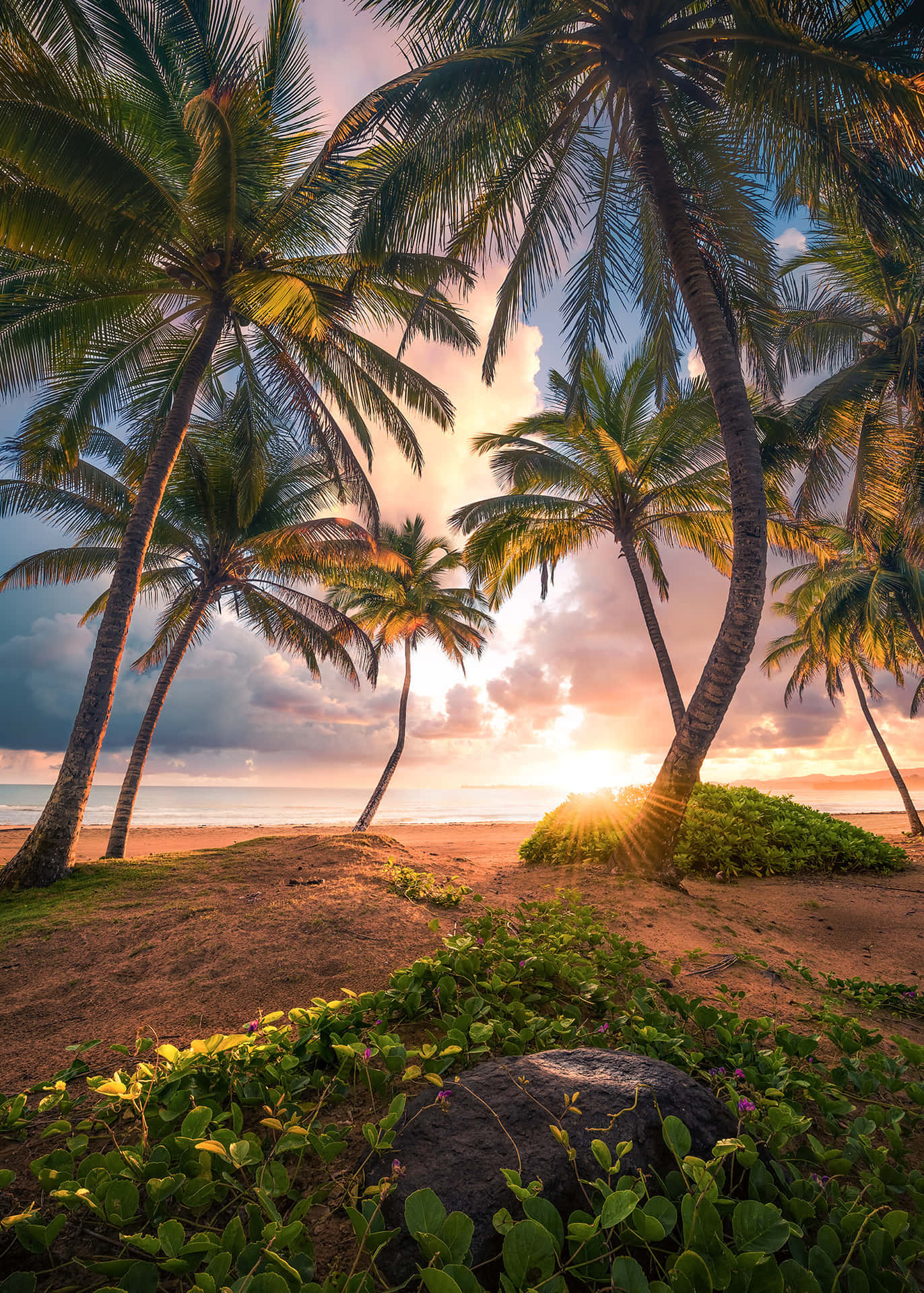 Tropischebäume Strandparadies Bild