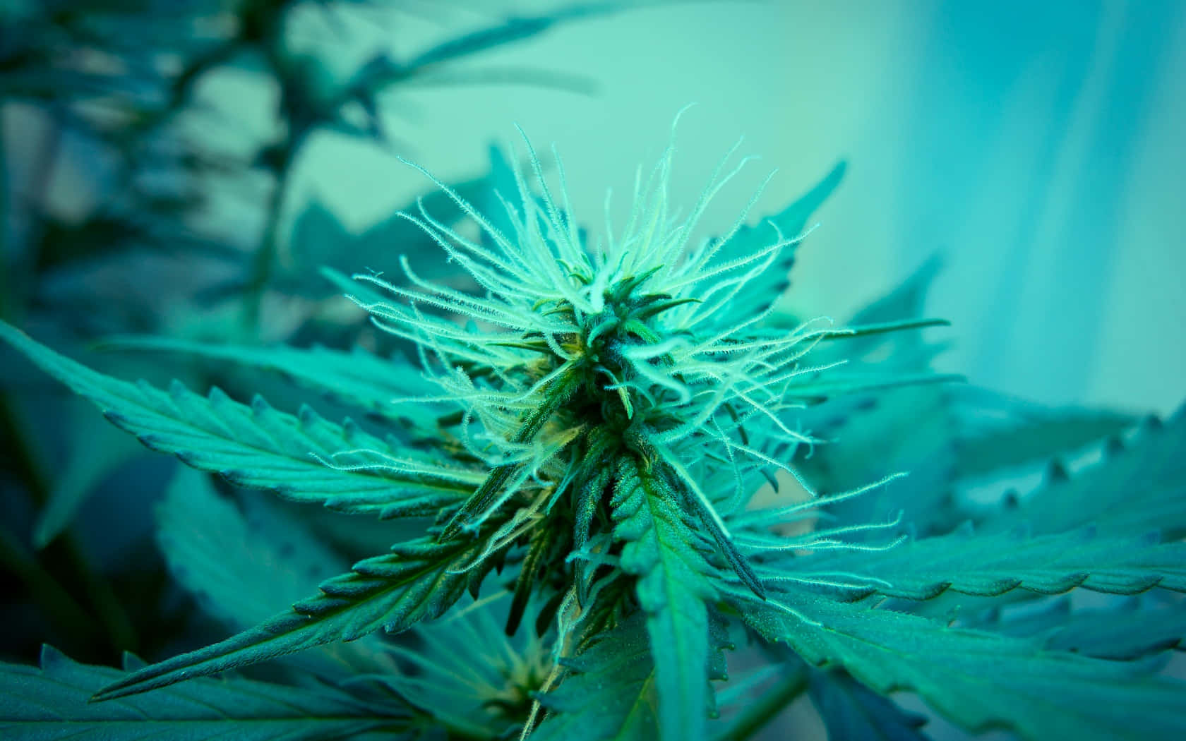 Paradisodegli Stoner: Una Galassia Di Foglie Di Cannabis