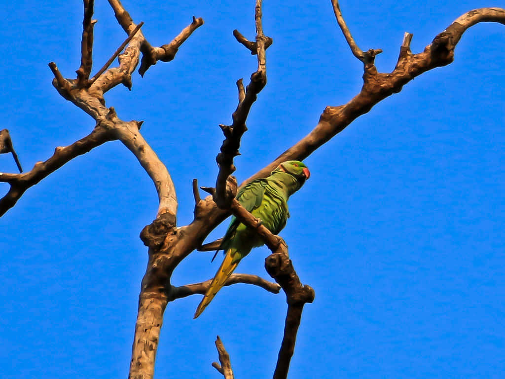 Burung Perkutut Bertengger Di Dahan Kosong Wallpaper