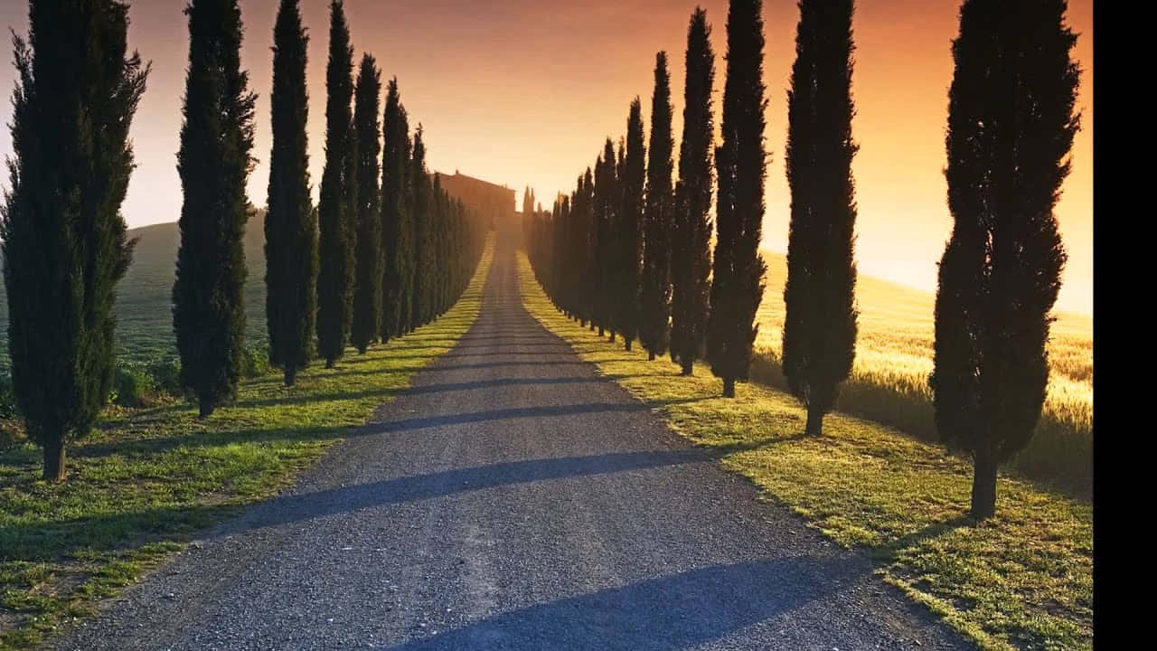 Parallel Trees On A Subliminal Road Wallpaper