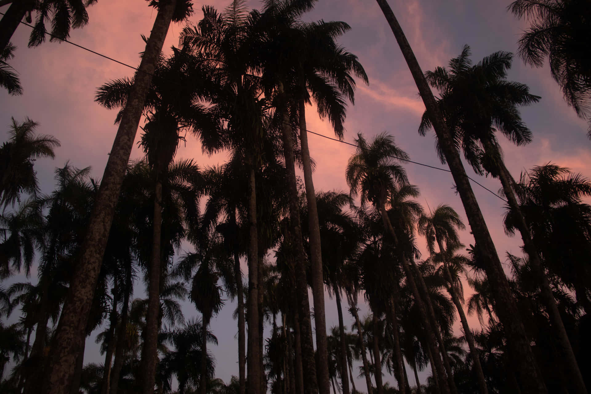 Paramaribo Garden Of Palms Wallpaper