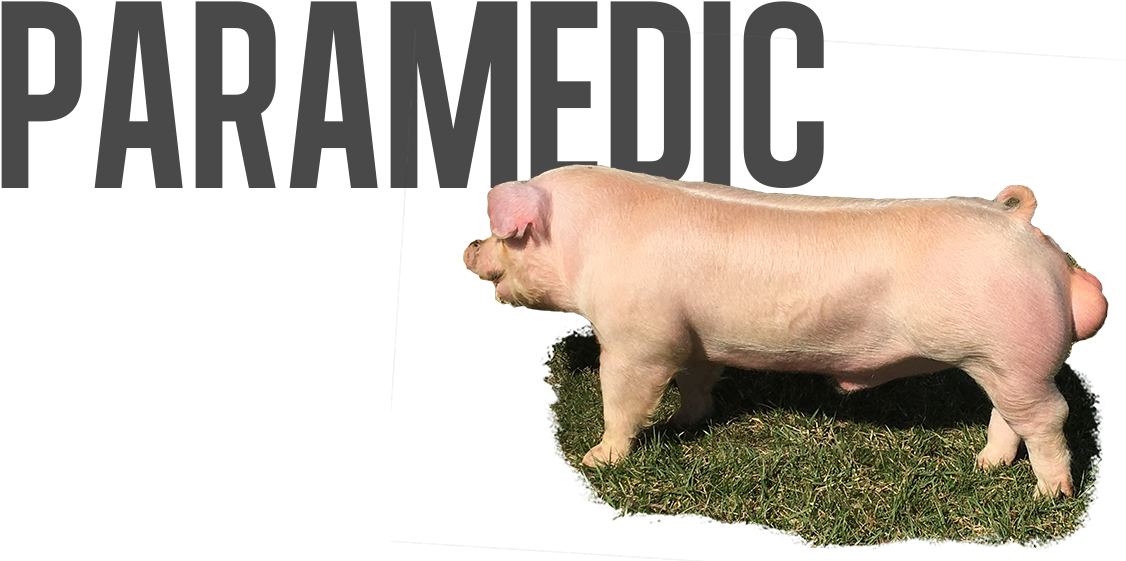 Paramedic Pig Graphic PNG