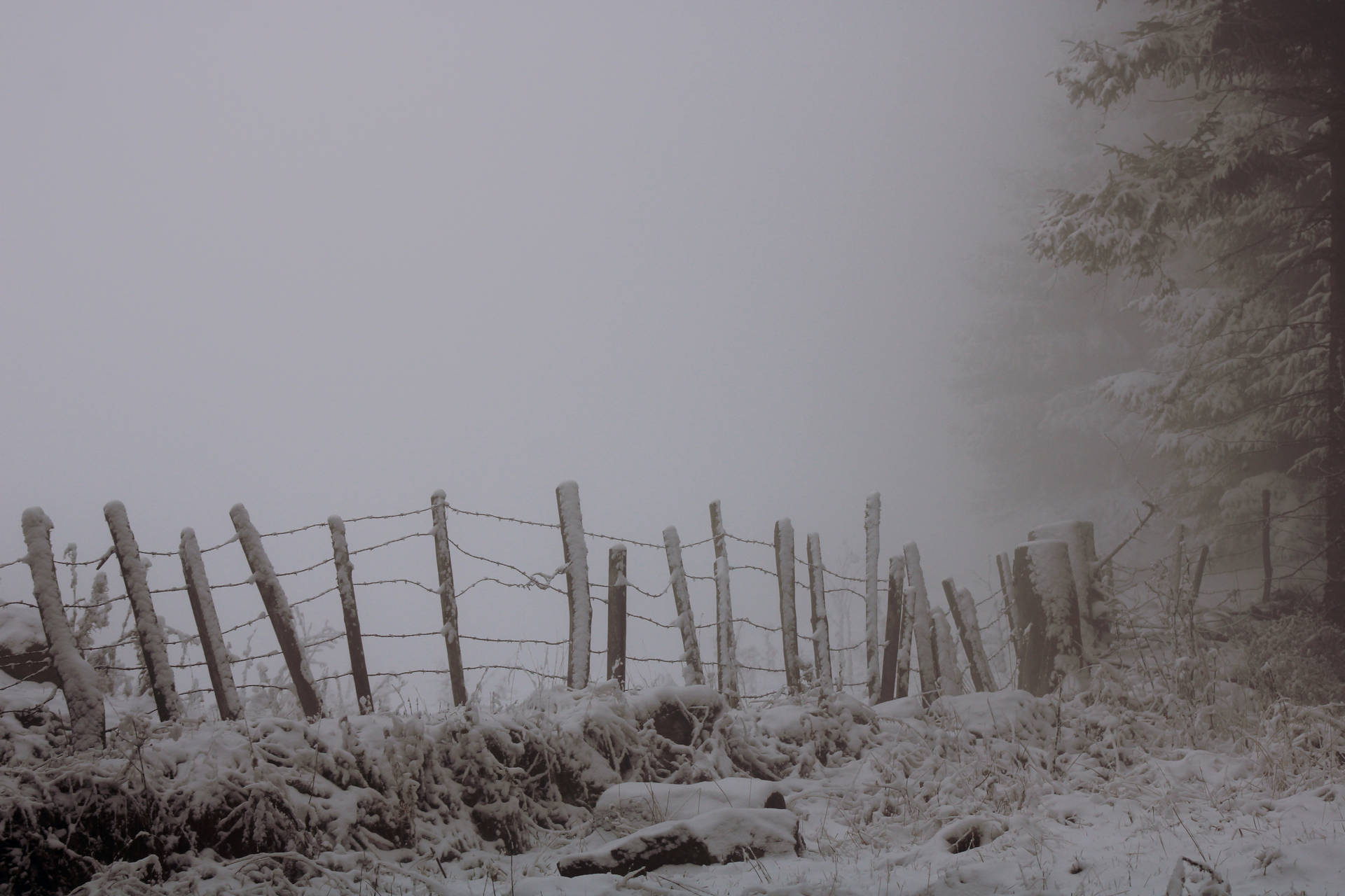 Paranormal Foggy Winter Field
