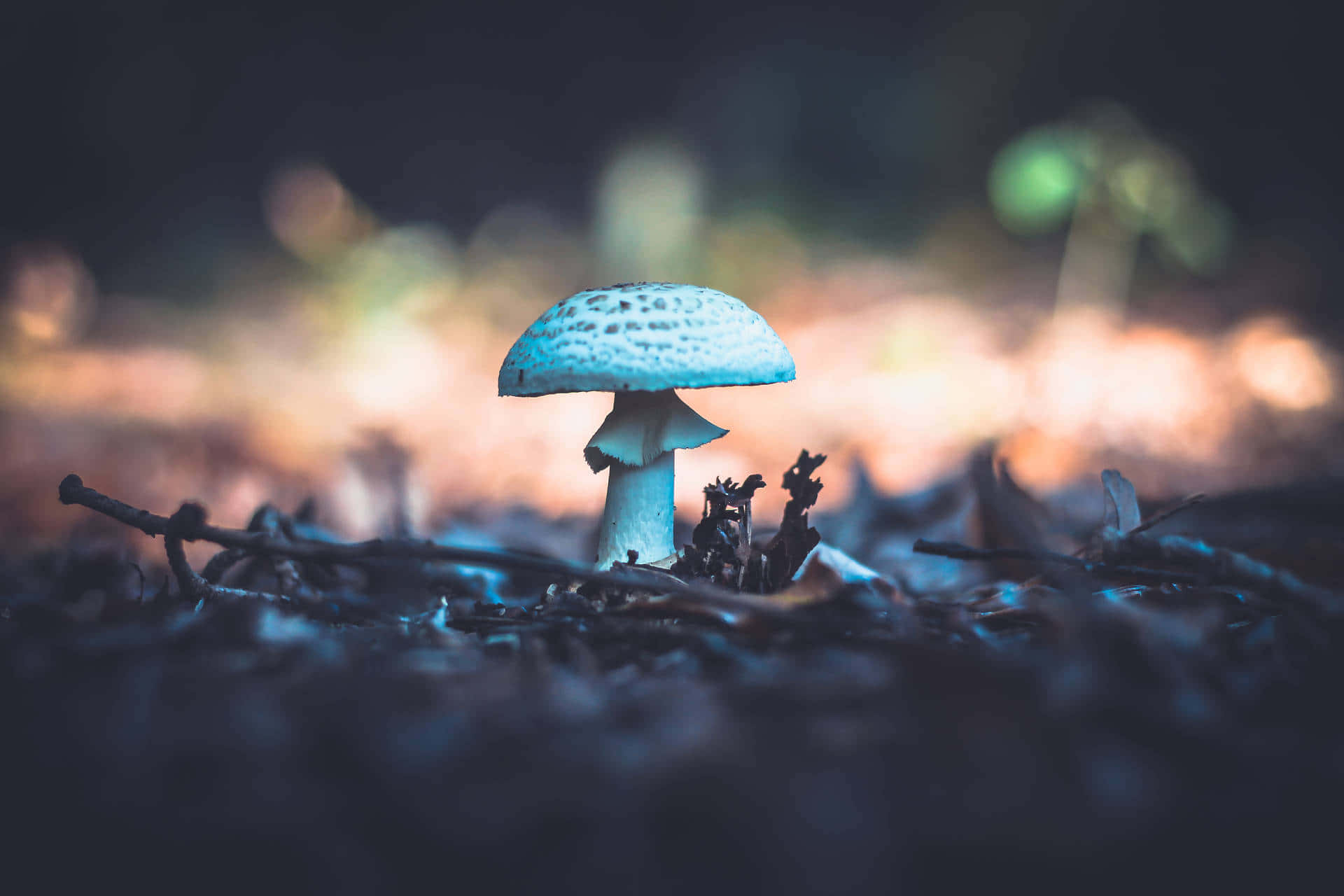 Parasol Mushroom Fungus Growing On Soil Background