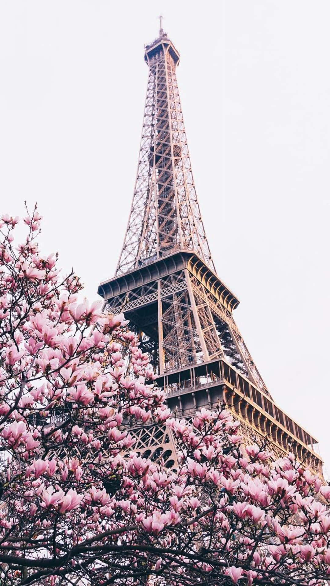 Pink Paris Wallpapers  Top Free Pink Paris Backgrounds  WallpaperAccess