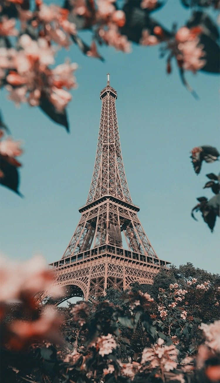 París,estética De Flores Rosas Fondo de pantalla