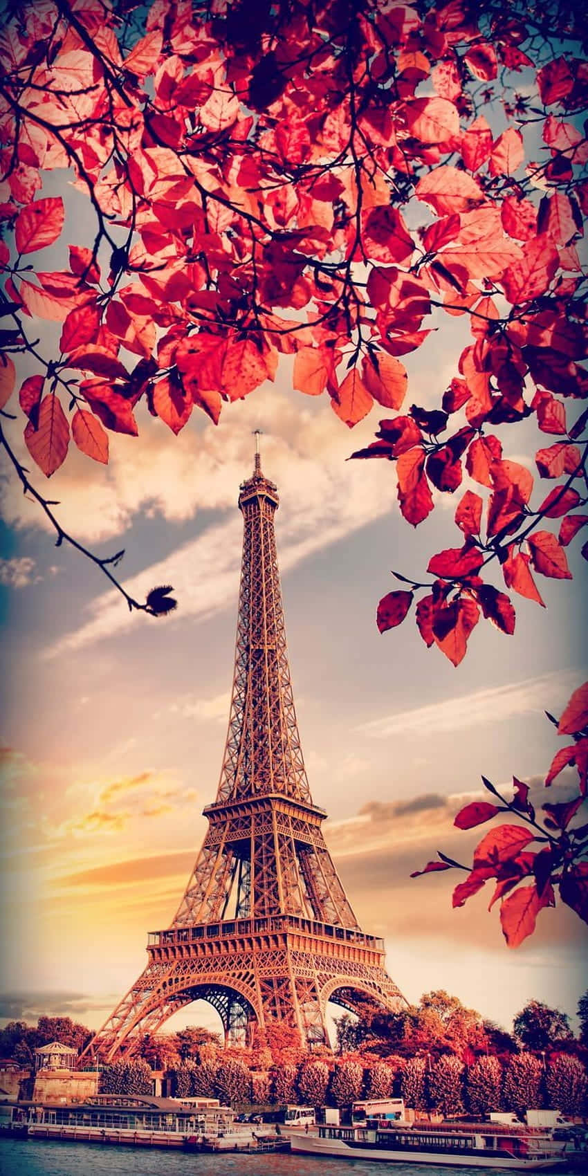 Benvenutia Parigi, Francia