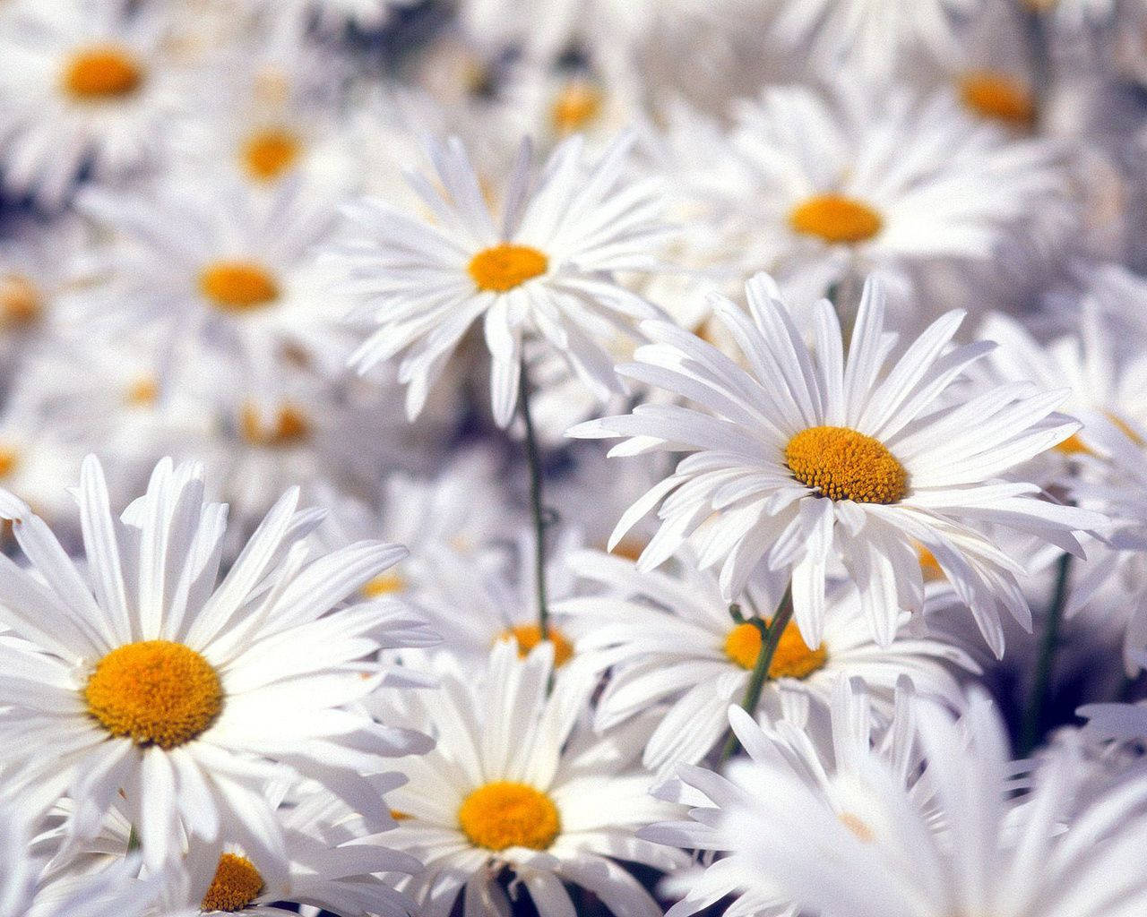 Paris Daisy White Flower Wallpaper