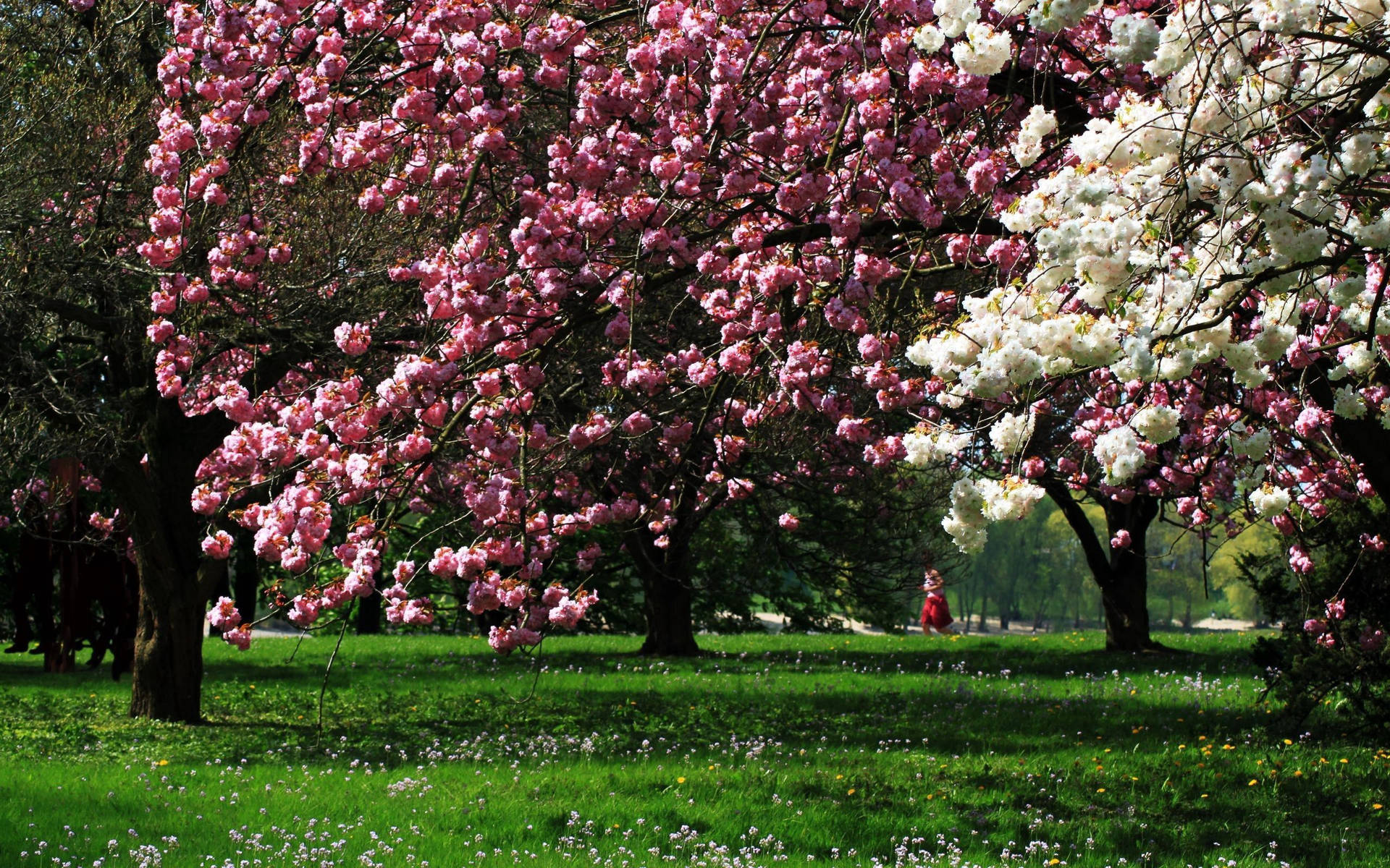 Park Magnolia Trees Wallpaper