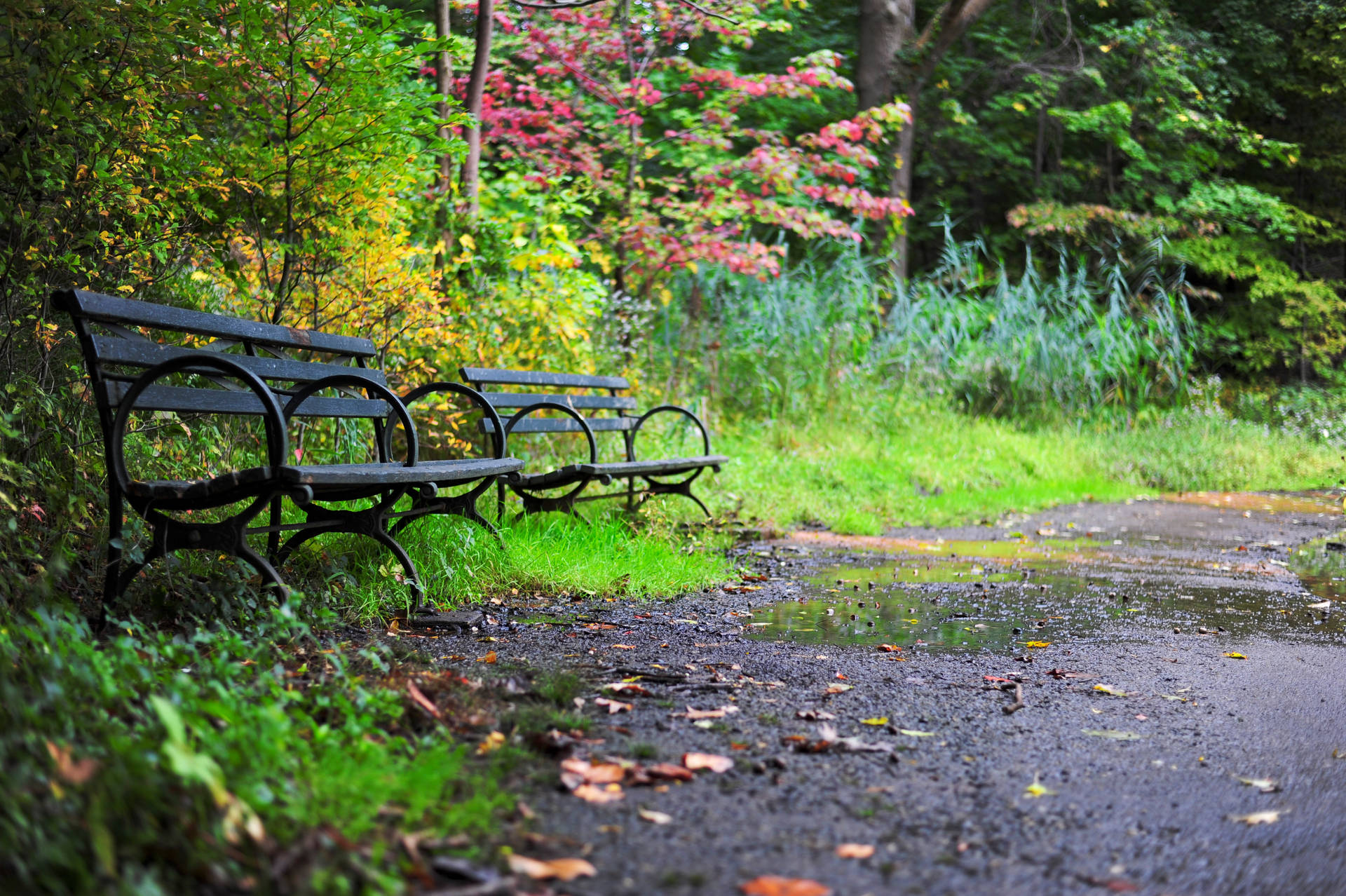 Park Side Benches Wallpaper