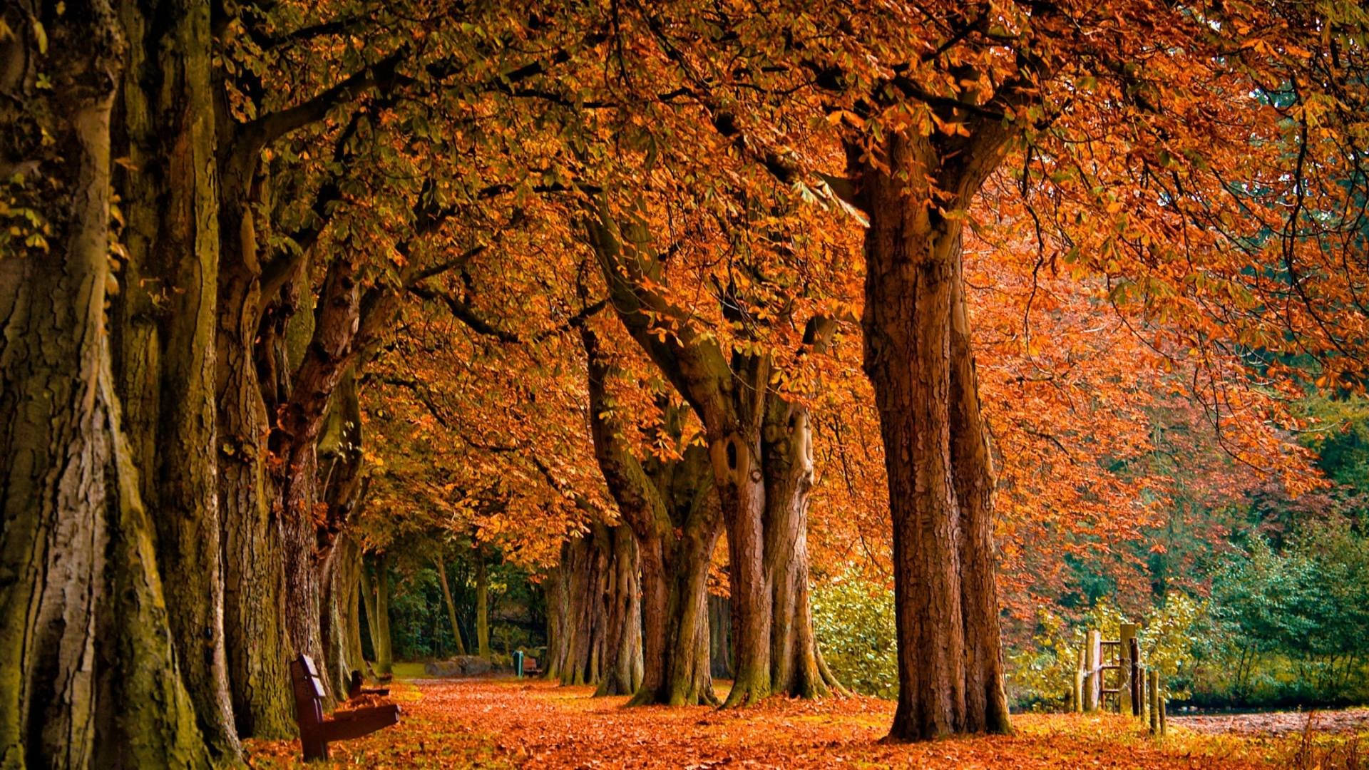 Park Trees Fall Desktop Wallpaper