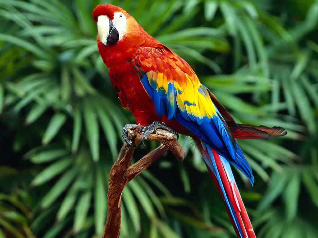 Umdeslumbrante Papagaio Verde Pousa No Topo De Um Galho.