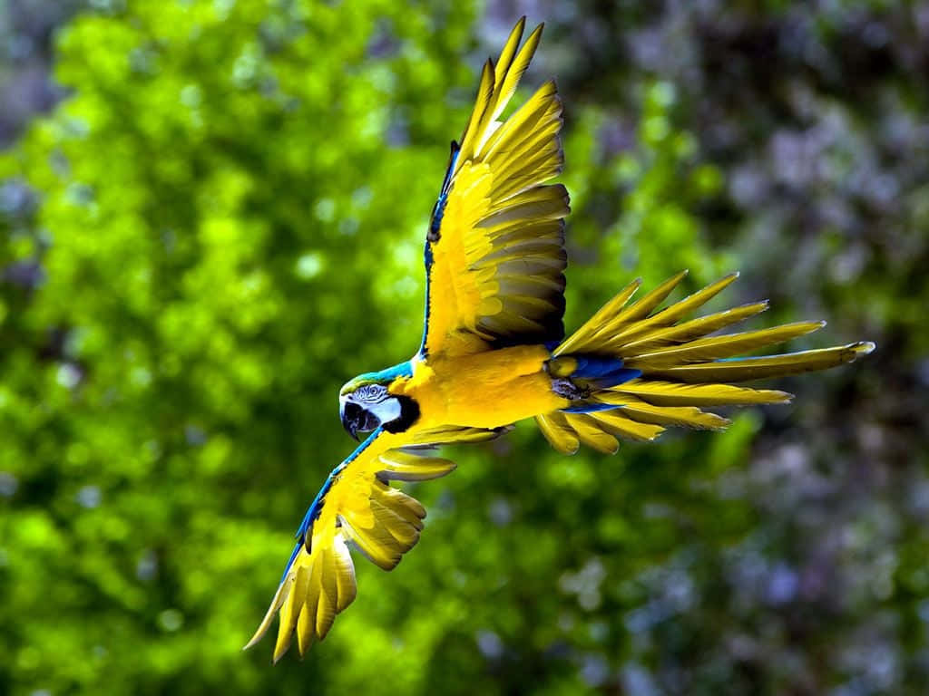 A Colorful Parrot Sitting On a Tree Branch