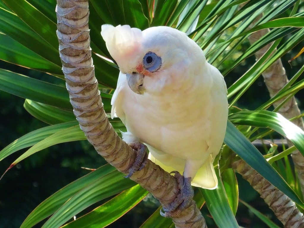 A stunning macaw parrot enjoying the sun