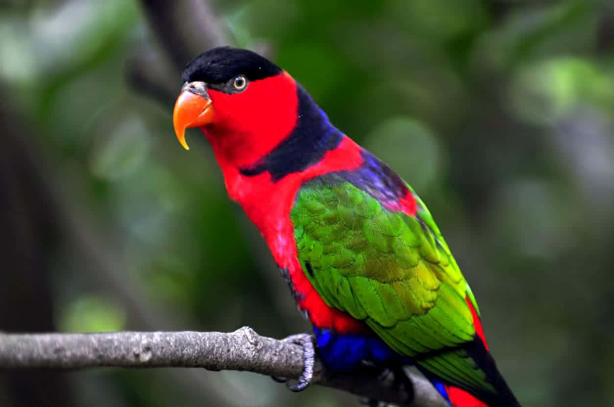Vibrant Parrot in its Natural Habitat