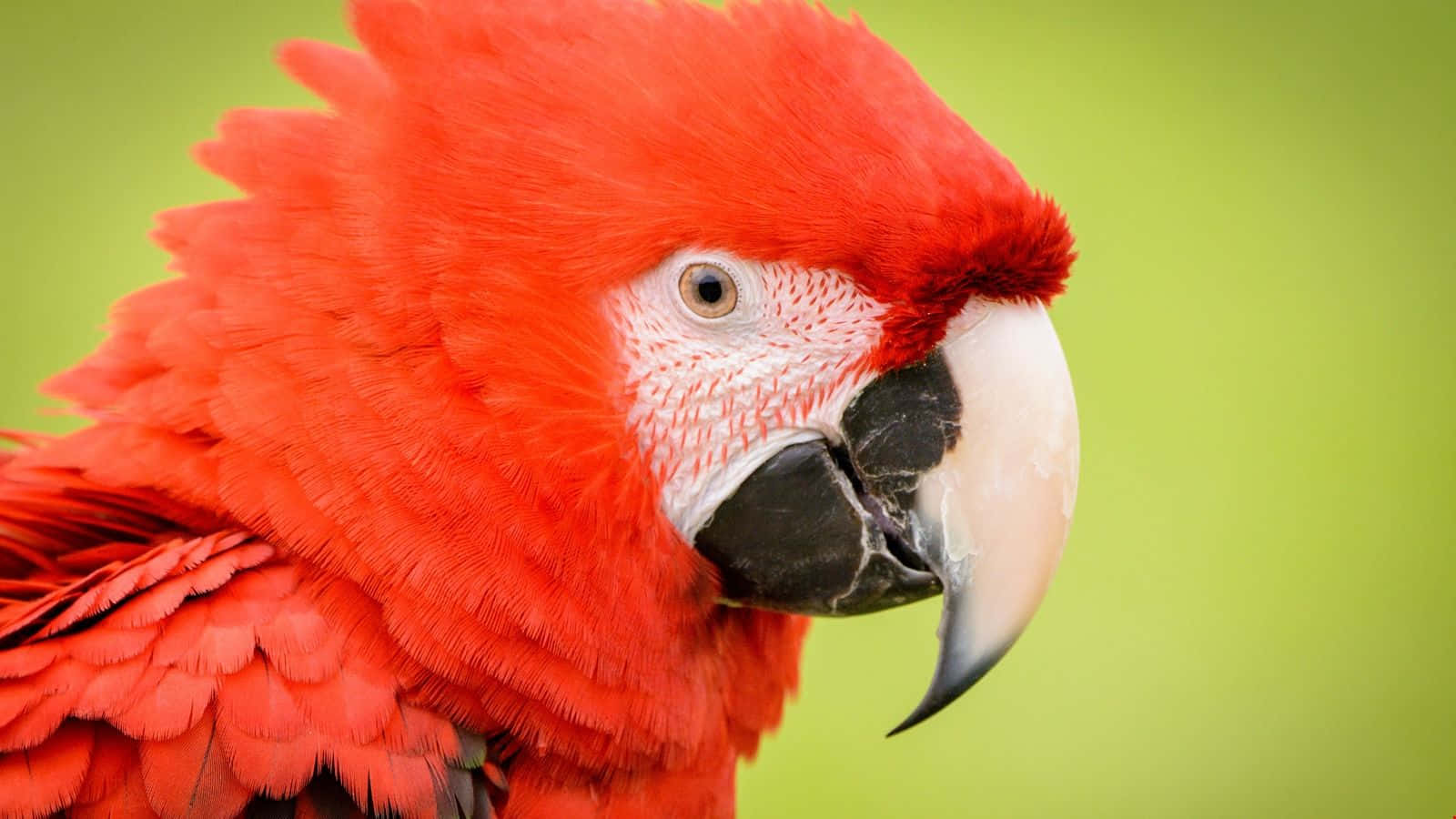 Meet the dazzlingly colored parrot!