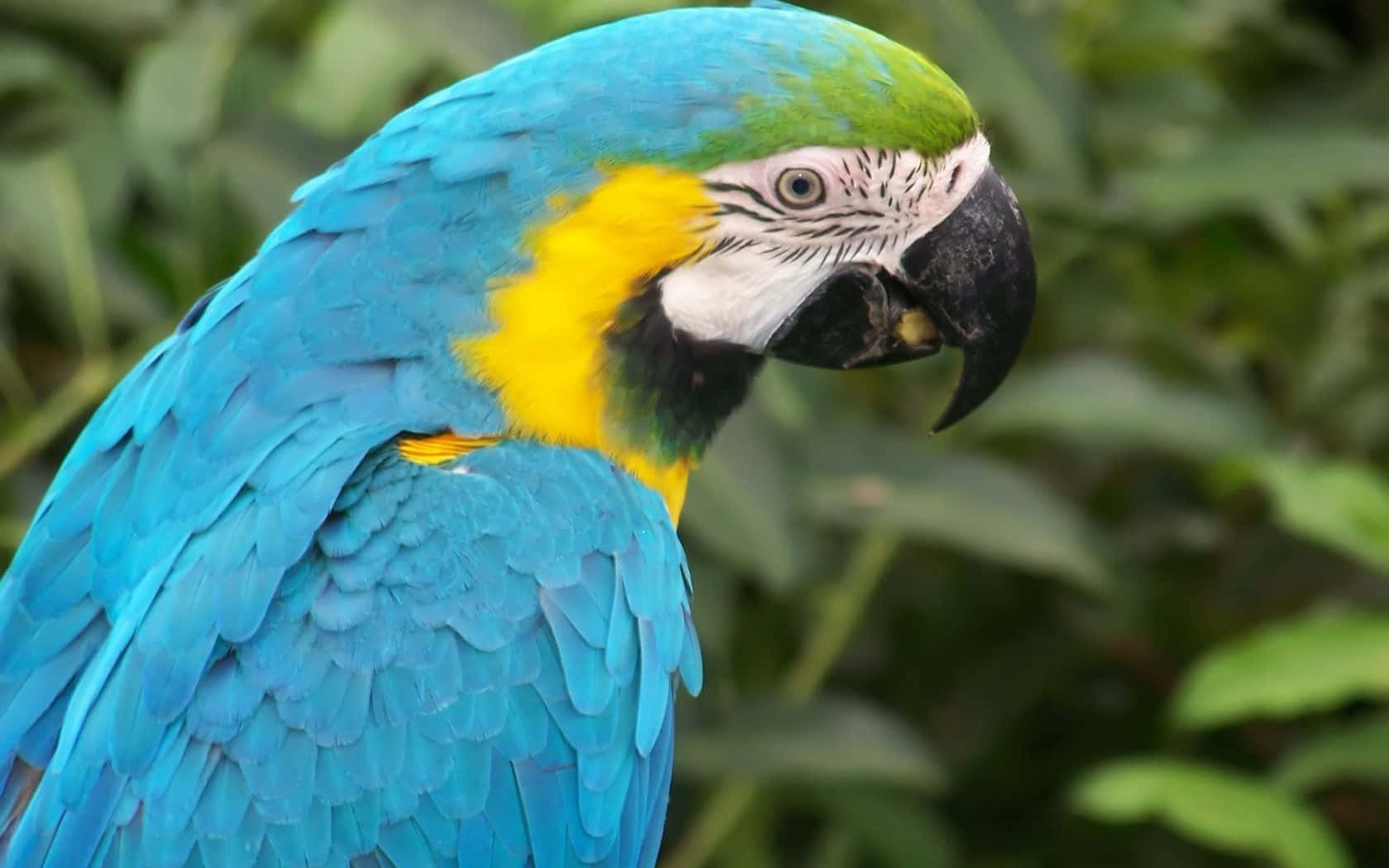 Enfarverig Macaw Papegøje I Close-up.