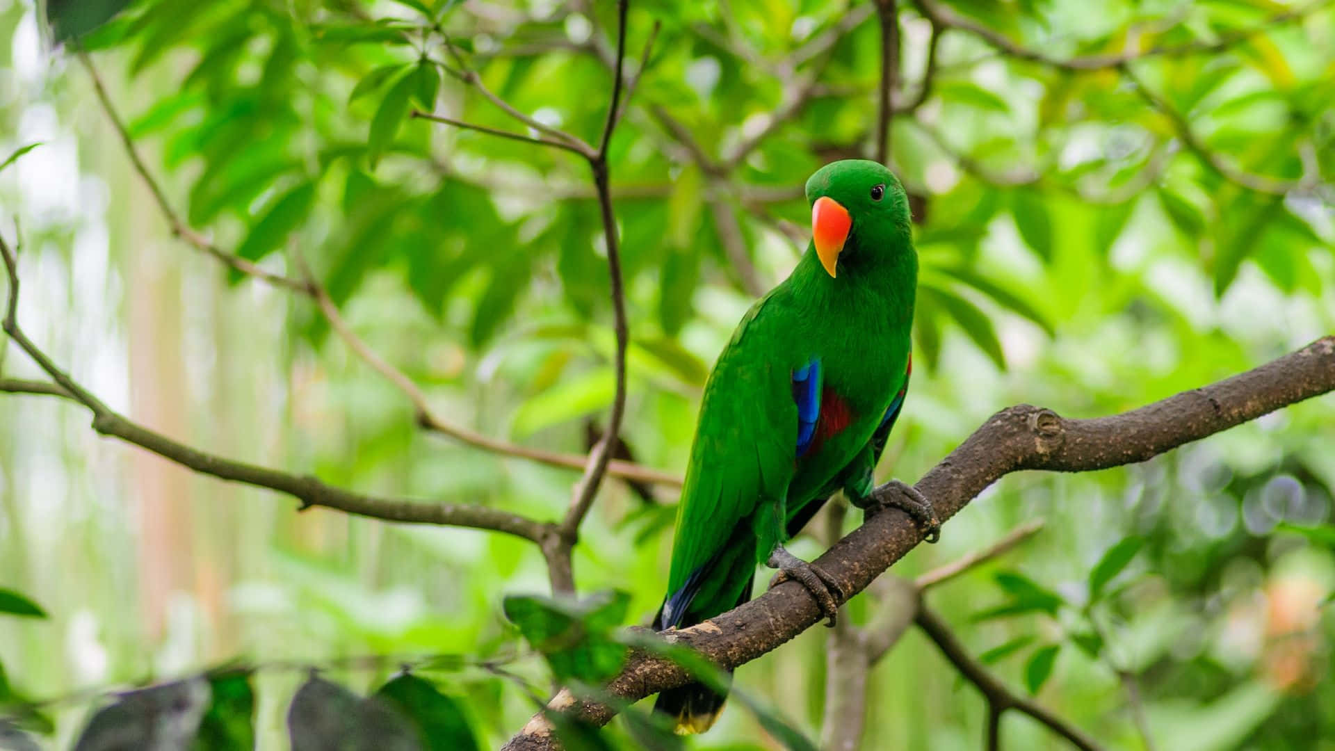 A vibrant parrot with its dazzling plumage