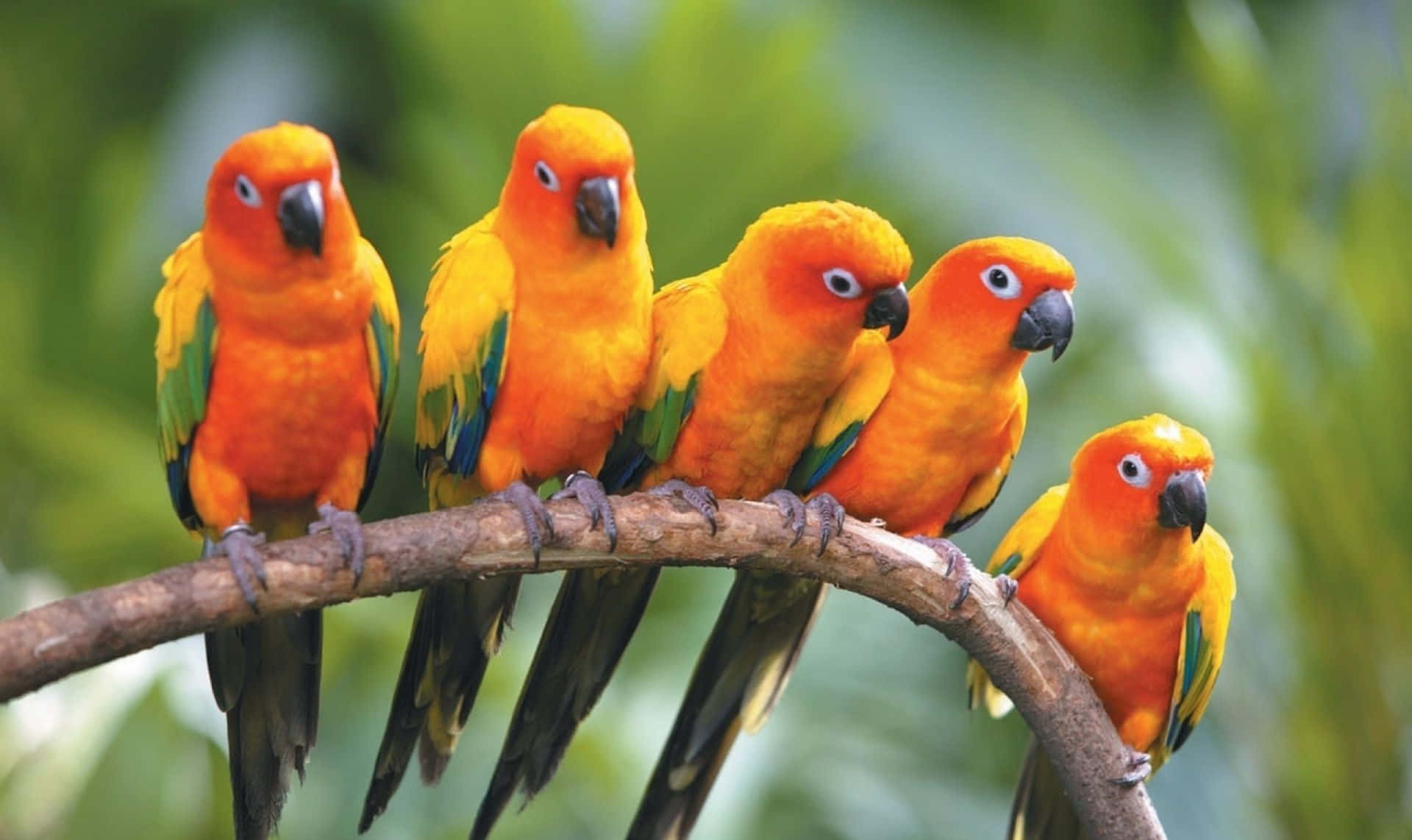 Enjoy nature's beauty with a cheerful parrot
