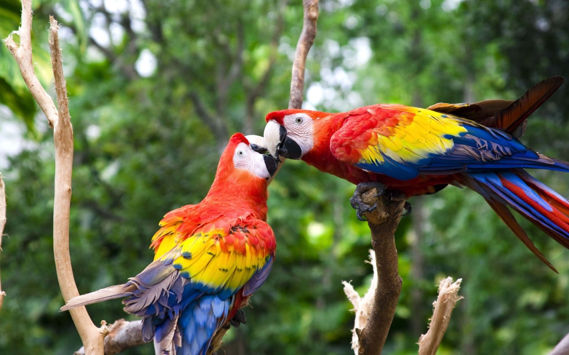 Einfaszinierender, Lebendiger Grüner Papagei Sitzt Auf Einem Holzpfosten Und Genießt Die Sonne.