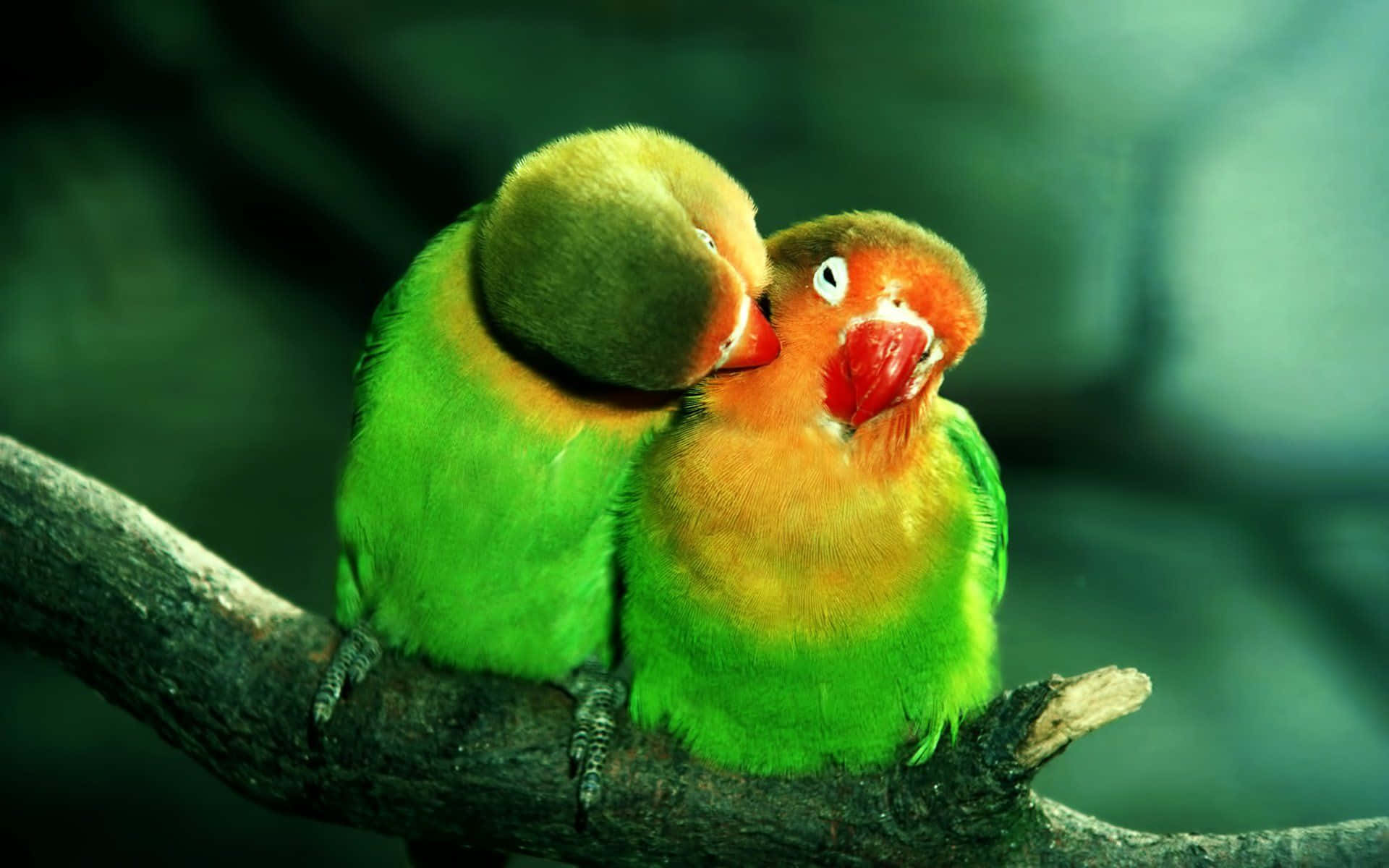 Cute Cuddling Birds 4K Desktop Wallpaper [1920×1080] : r/wallpaper