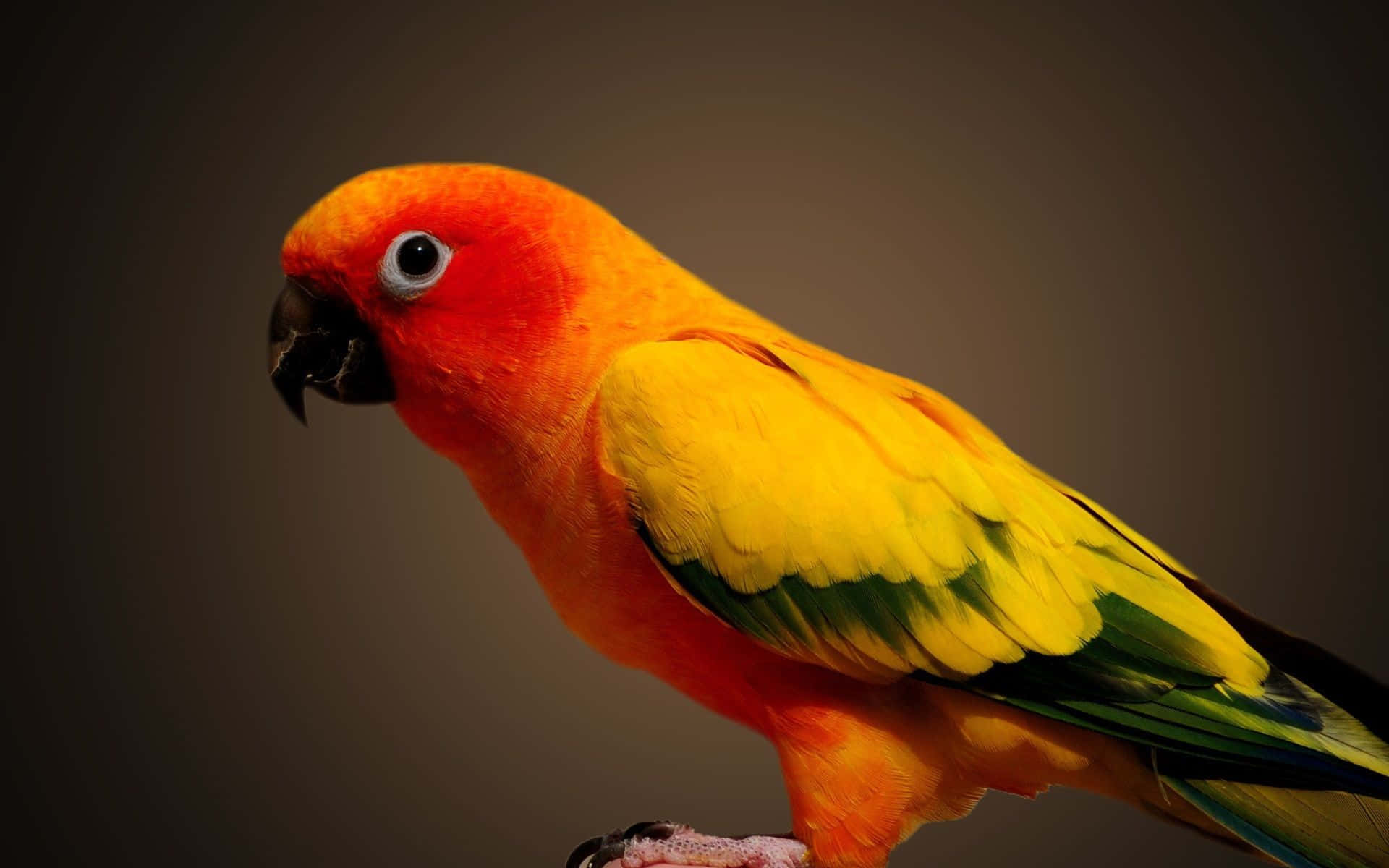 A Bright and Colorful Parrot