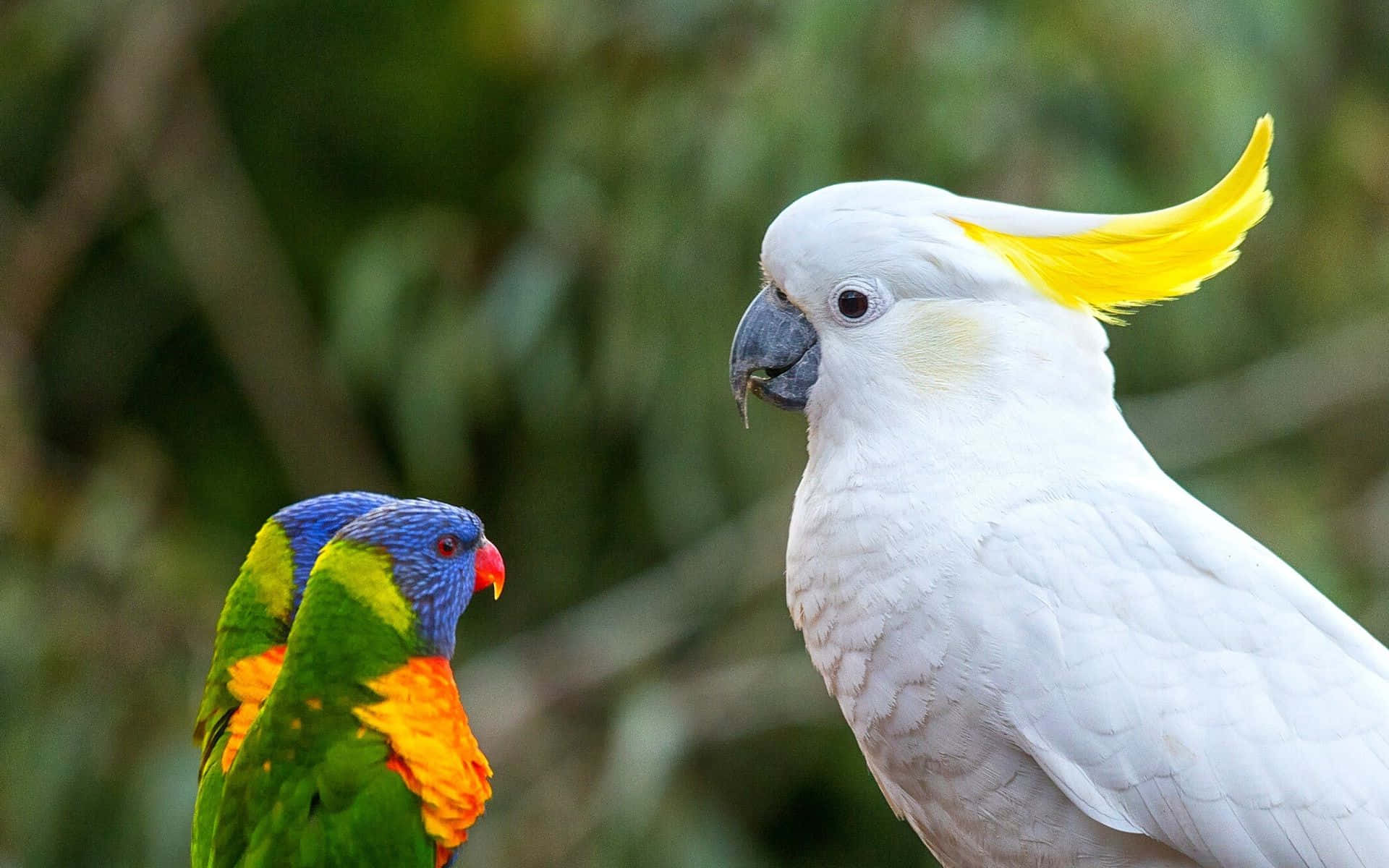 Einhellgrüner Papagei Mit Gelbem Kamm Sitzt Auf Einem Ast.