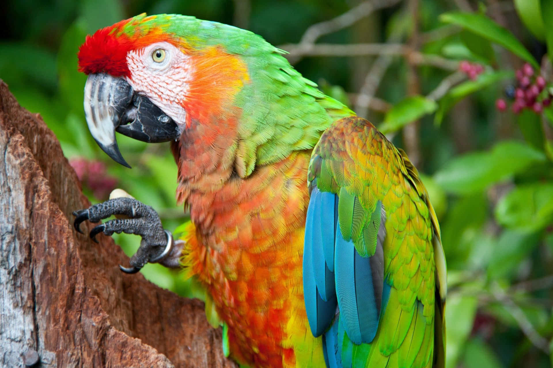 A vibrant green parrot perched upon a branch