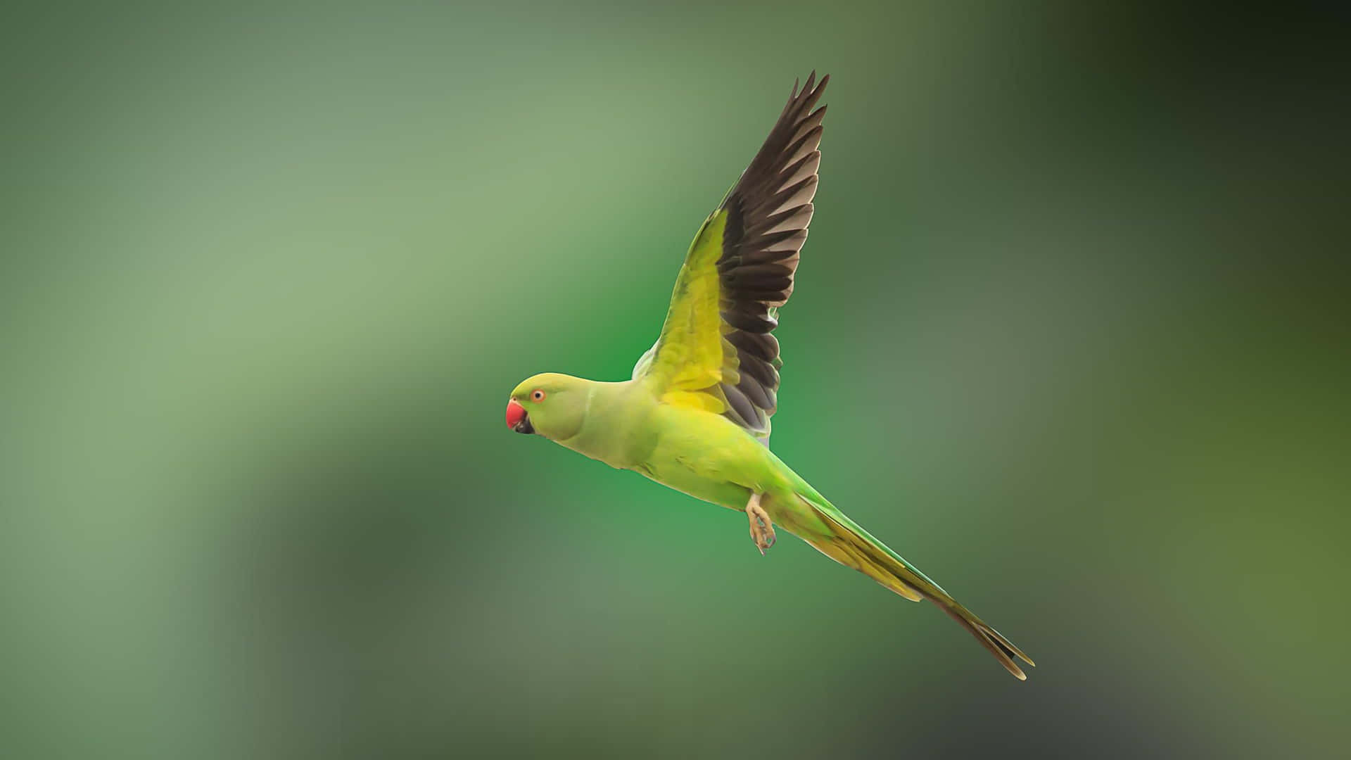 Enfärgglad Vacker Papegoja Som Vilar På En Gren